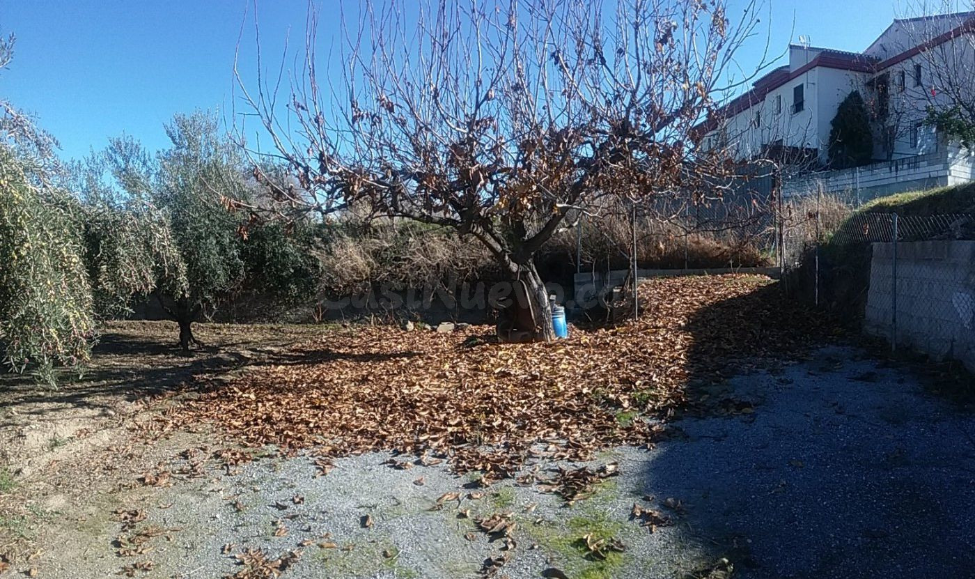 OLIVAR EN LA ZUBIA DE 3.597 M2 - foto 4