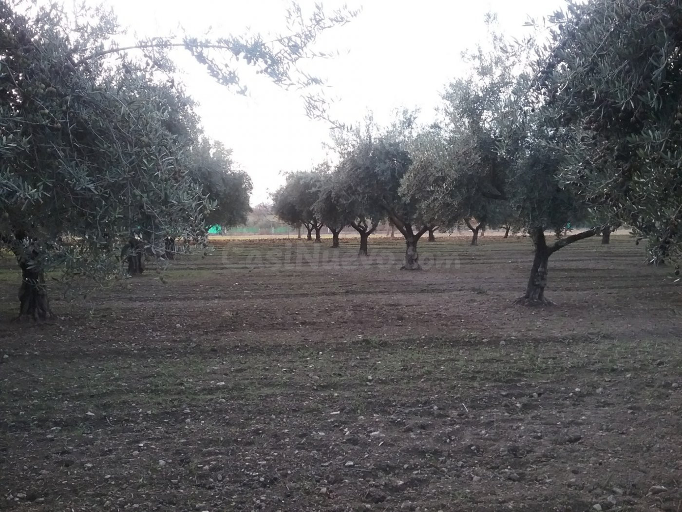 OLIVAR EN LA ZUBIA DE 3.597 M2 - foto 5