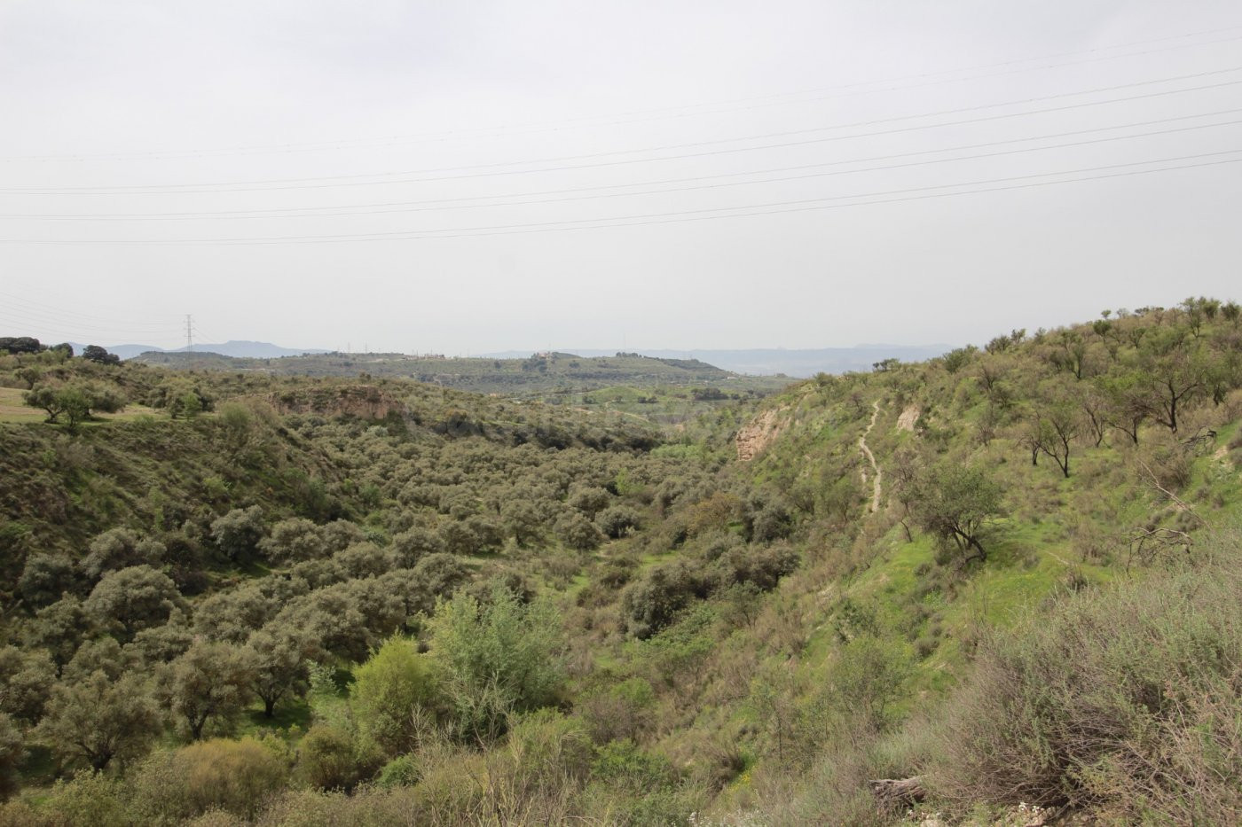 FINCA EN CORTIJO SAN JERÓNIMO (BARTODANO) - foto 3