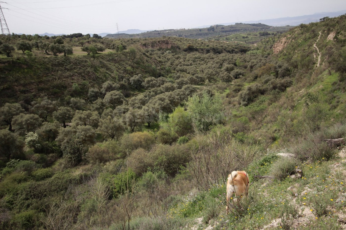 FINCA EN CORTIJO SAN JERÓNIMO (BARTODANO) - foto 4