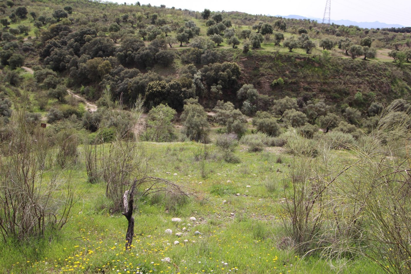 FINCA EN CORTIJO SAN JERÓNIMO (BARTODANO) - foto 5