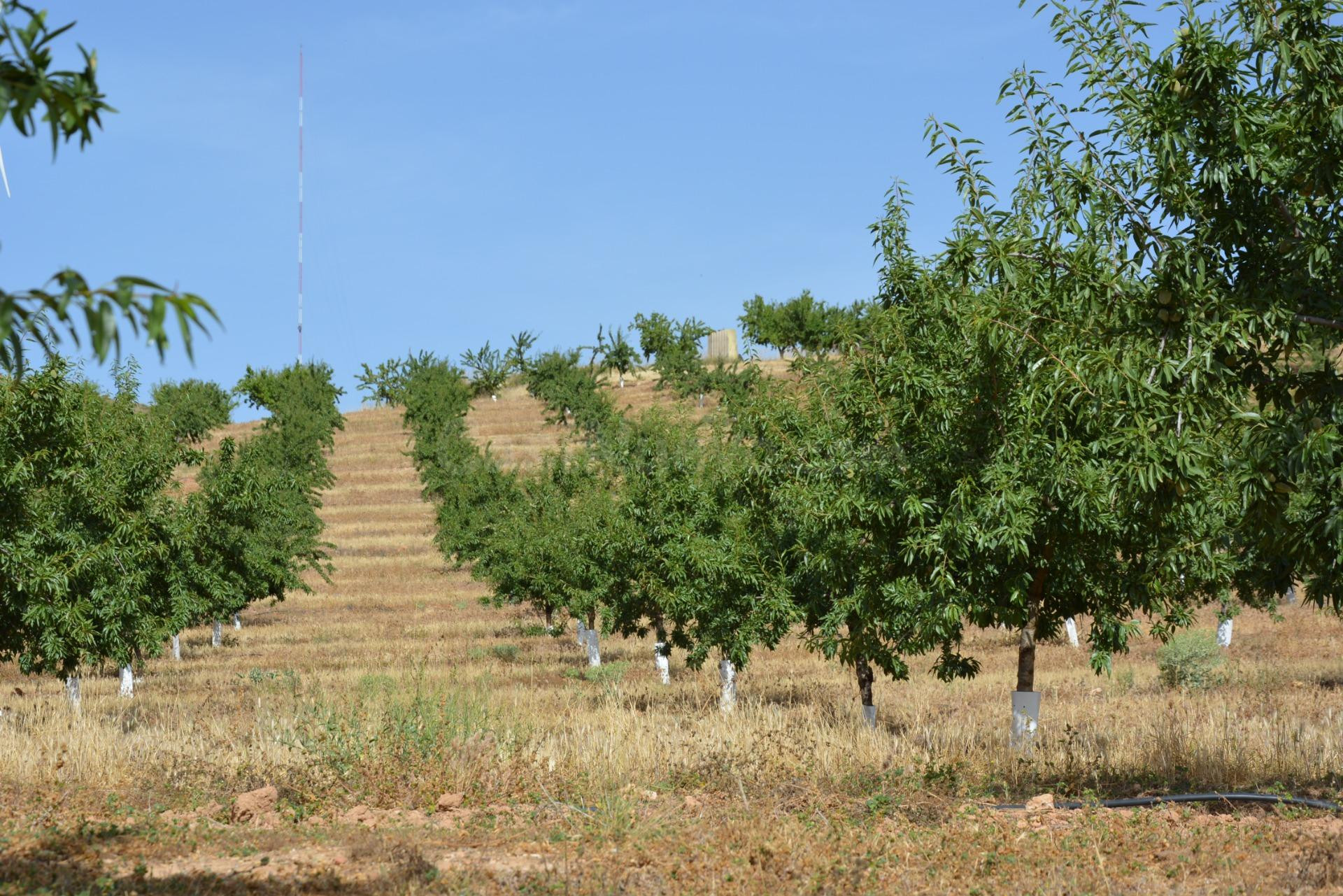 FINCA RÚSTICA 110.000 M2 CON PRODUCCIÓN EN PADUL