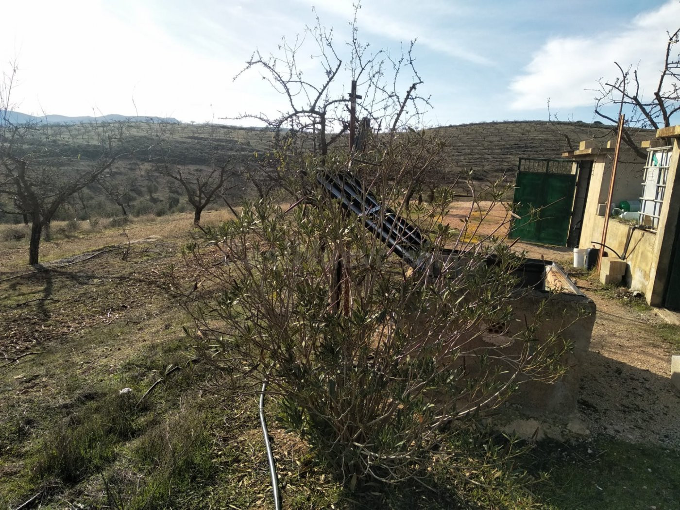 FINCA RÚSTICA 110.000 M2 CON PRODUCCIÓN EN PADUL - foto 3