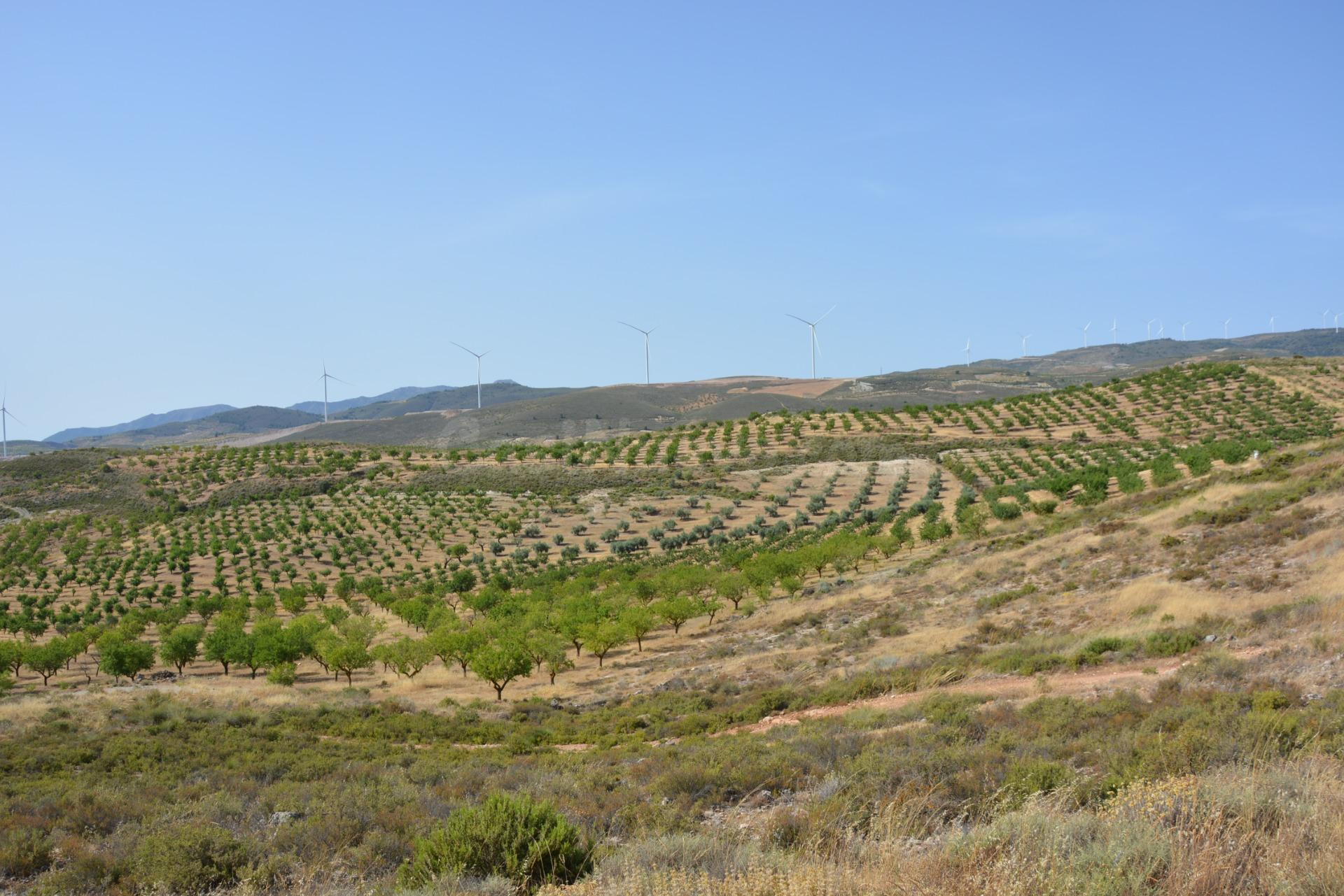 FINCA RÚSTICA 110.000 M2 CON PRODUCCIÓN EN PADUL - foto 4