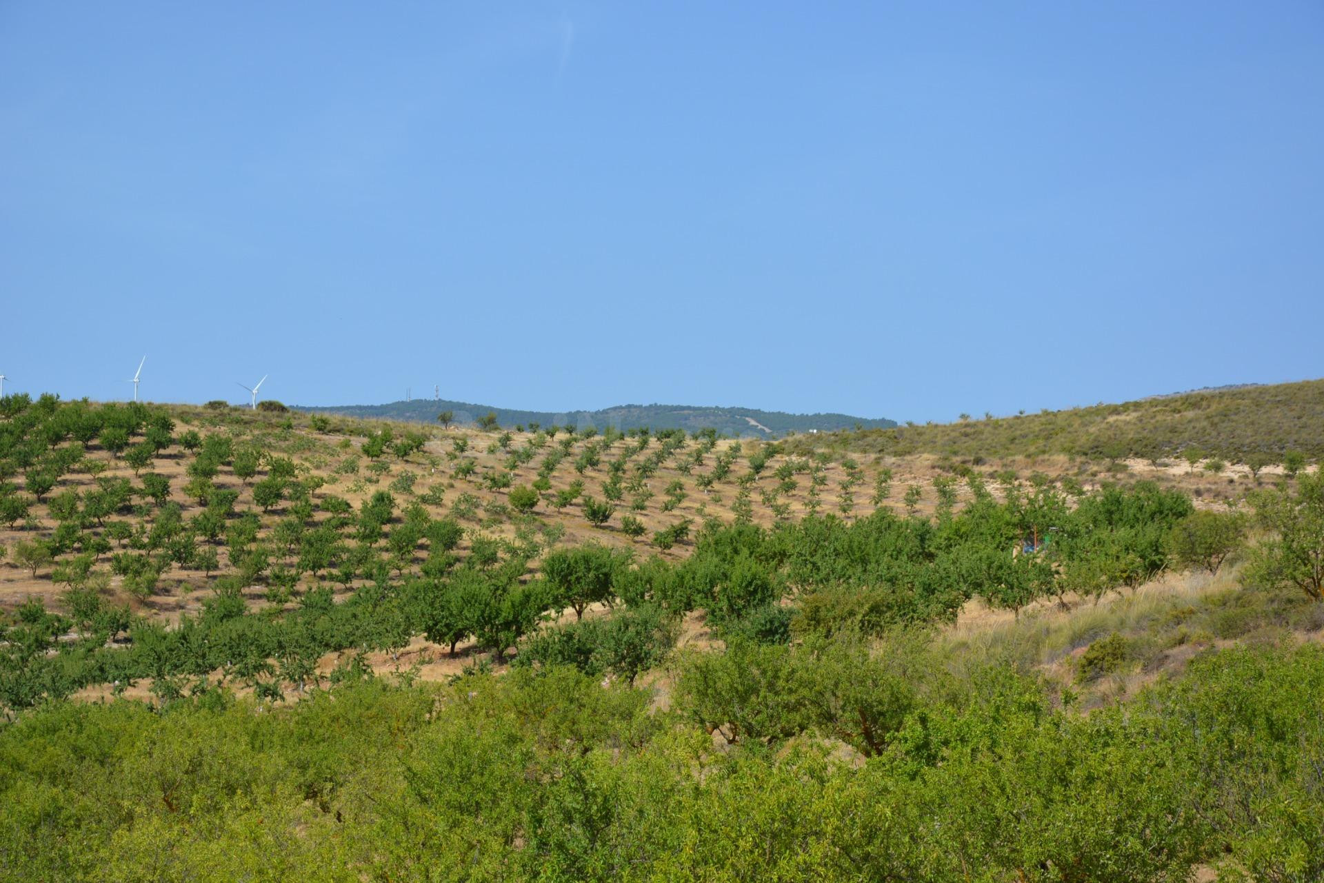 FINCA RÚSTICA 110.000 M2 CON PRODUCCIÓN EN PADUL - foto 5