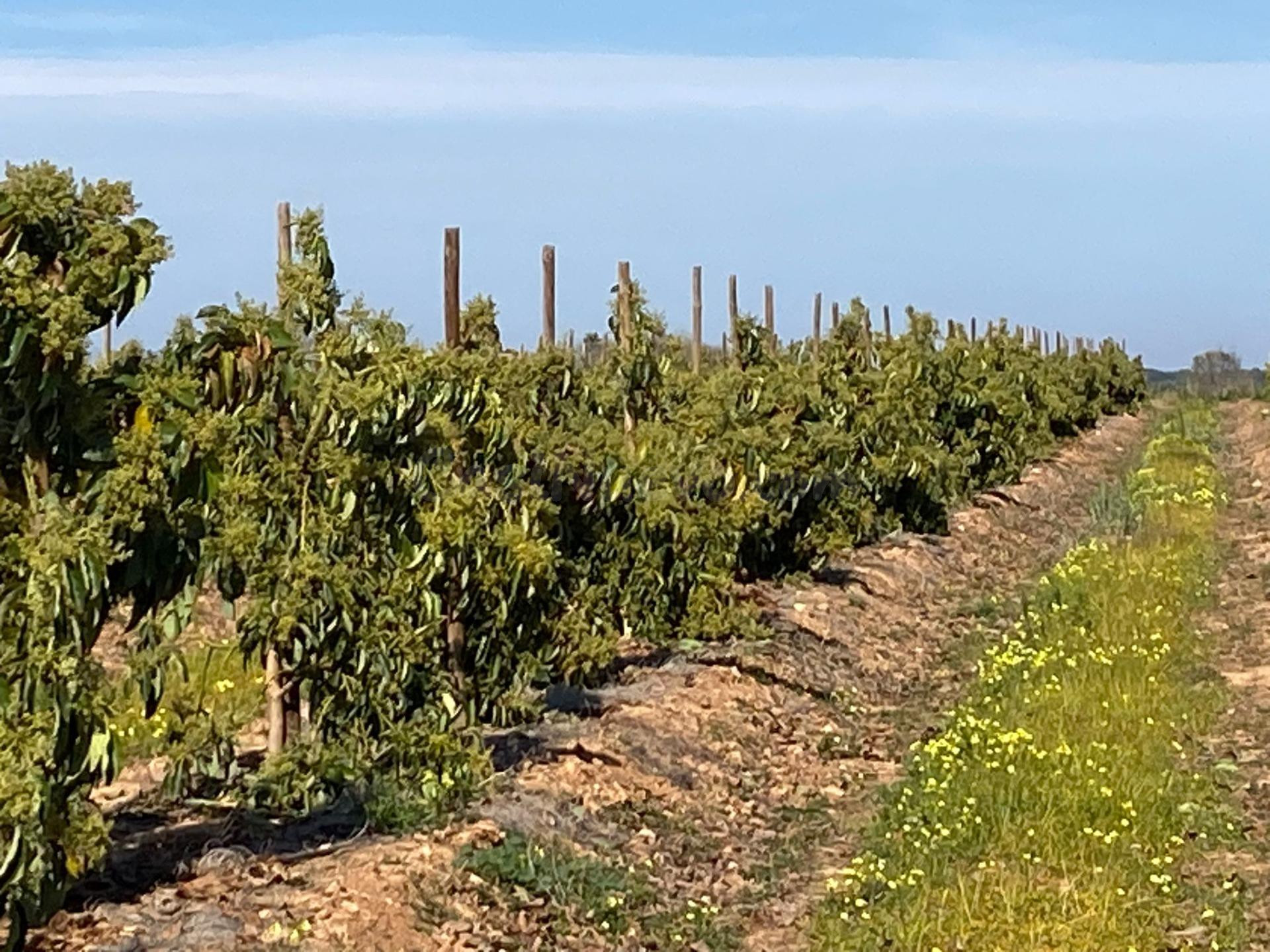 VENTA DE FINCA CON EXPLOTACIÓN DE AGUACATES