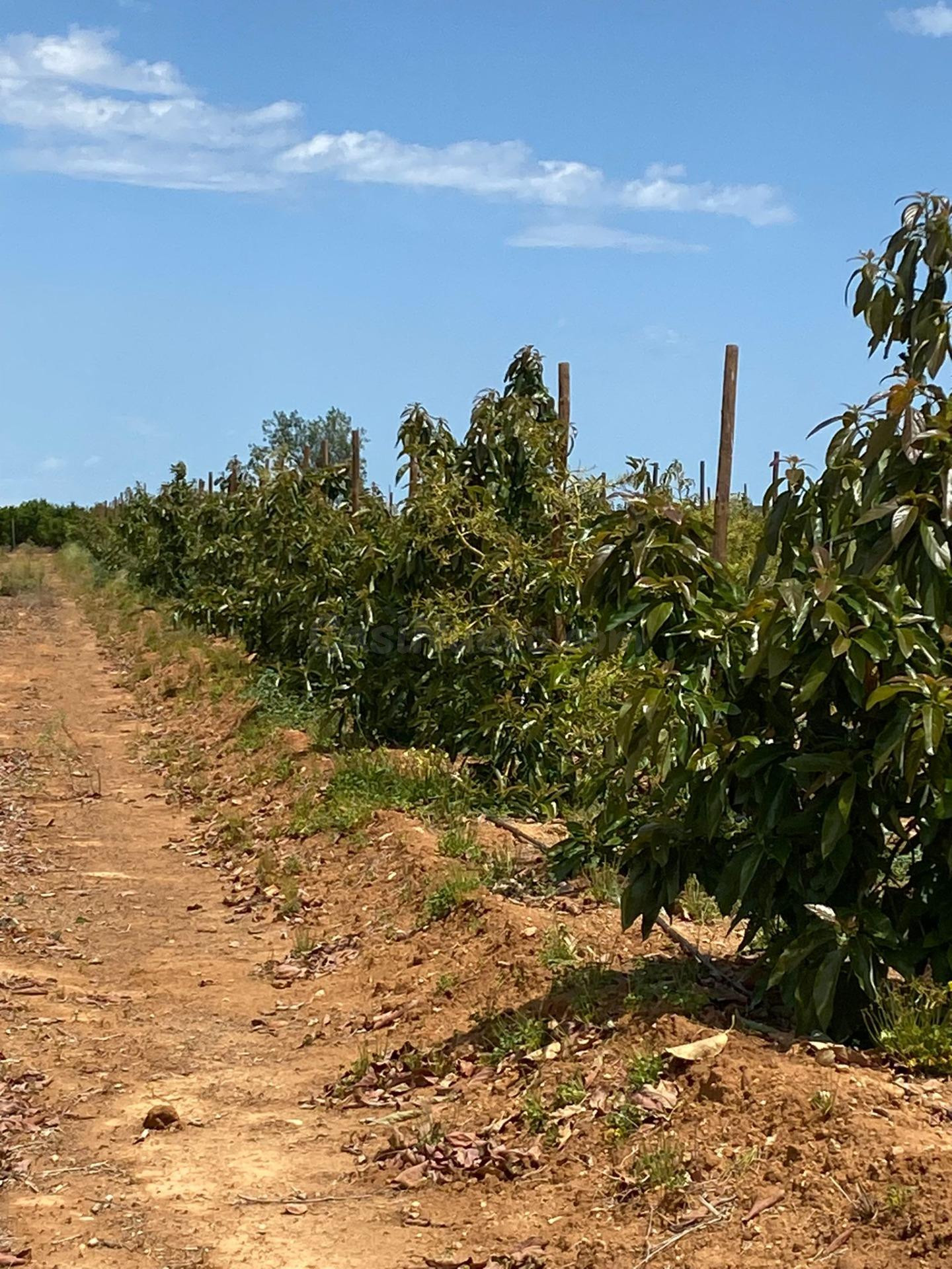 VENTA DE FINCA CON EXPLOTACIÓN DE AGUACATES - foto 3