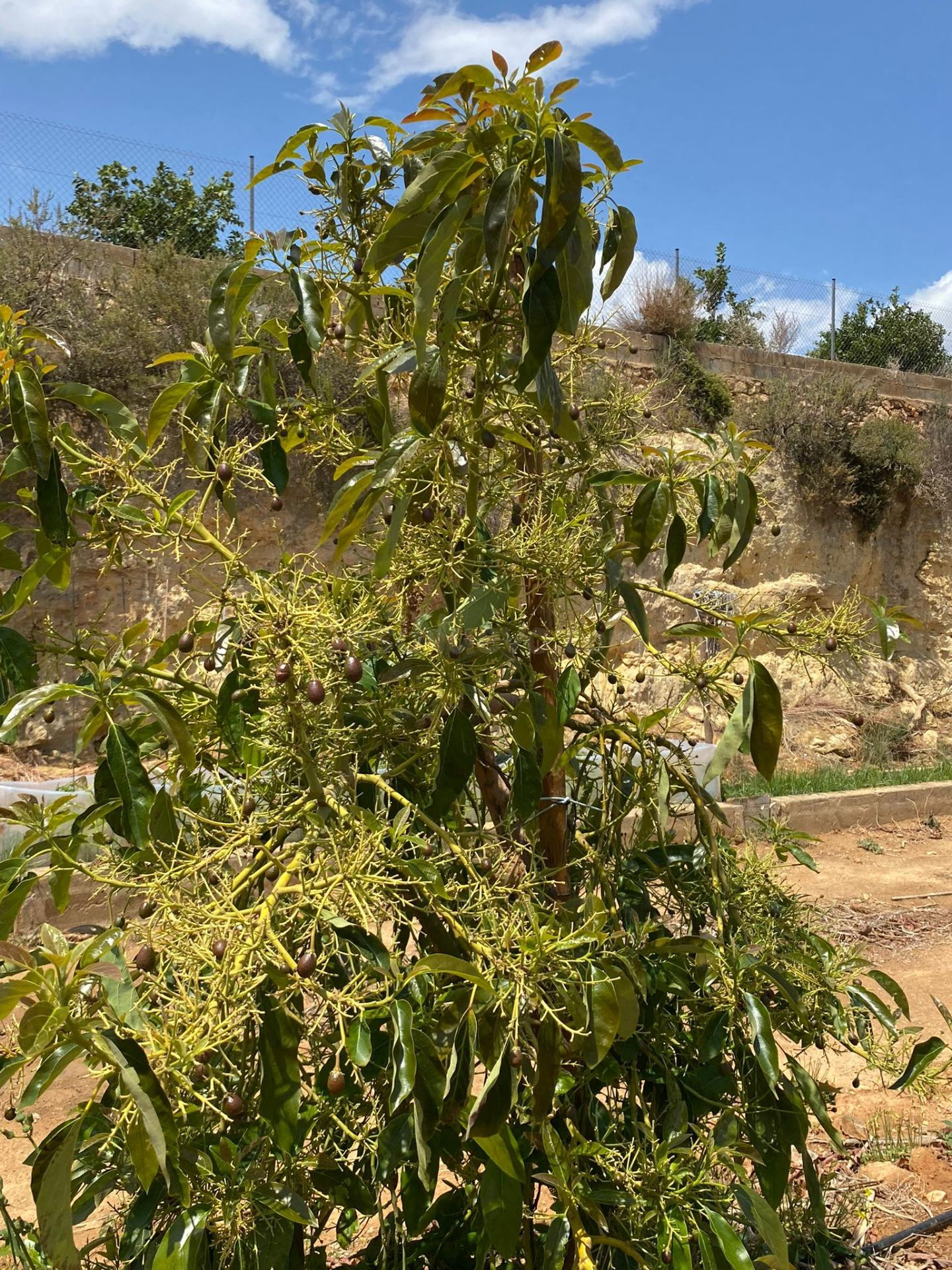VENTA DE FINCA CON EXPLOTACIÓN DE AGUACATES - foto 4