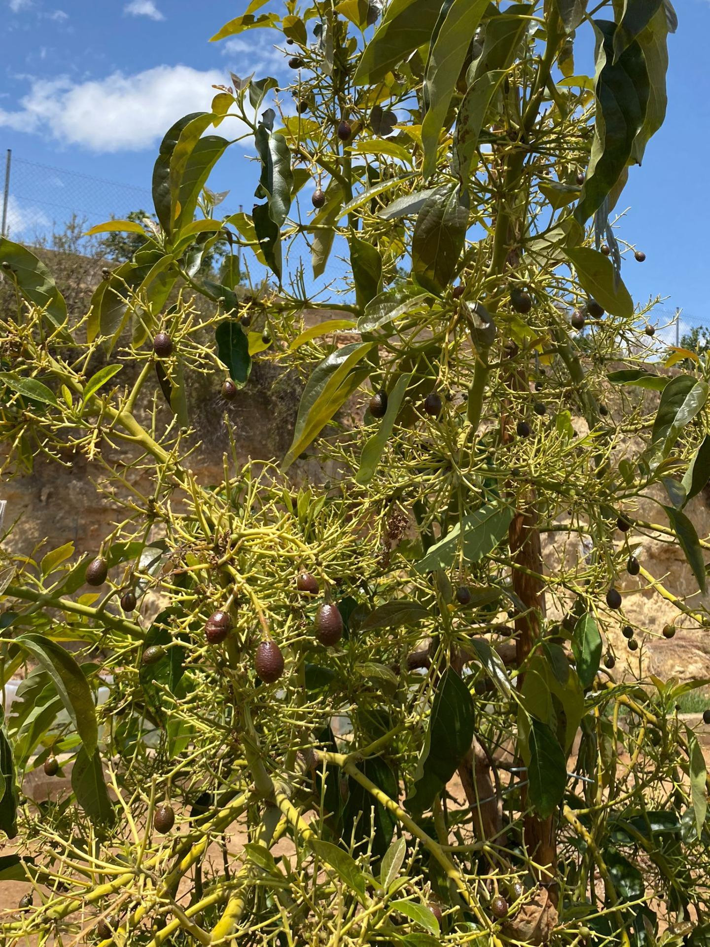 VENTA DE FINCA CON EXPLOTACIÓN DE AGUACATES - foto 5
