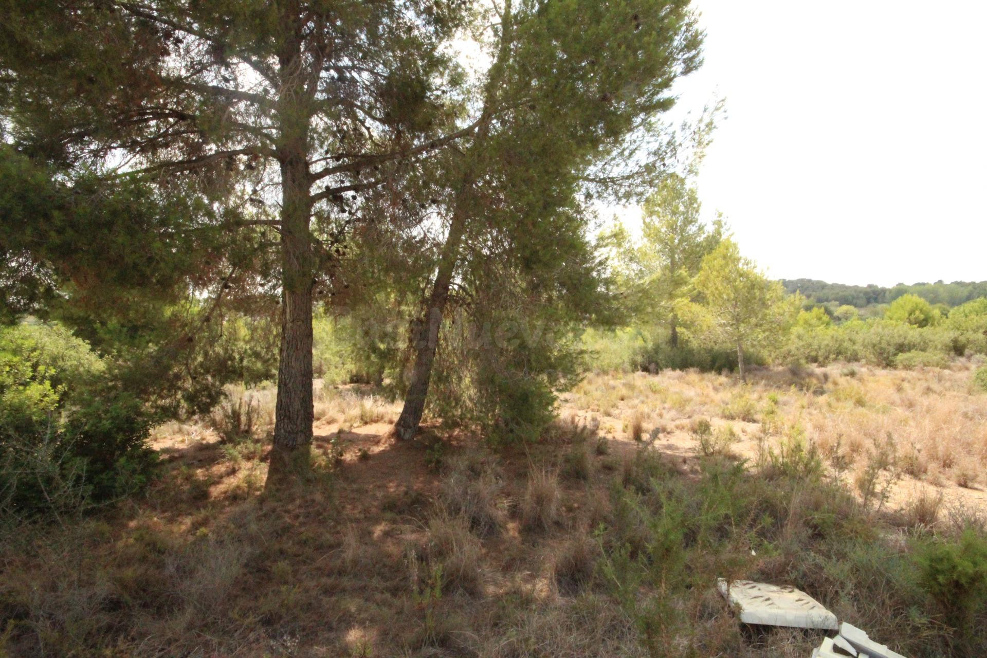 SUELO RÚSTICO EN VENTA (MASIA PAVIA TORRENT)