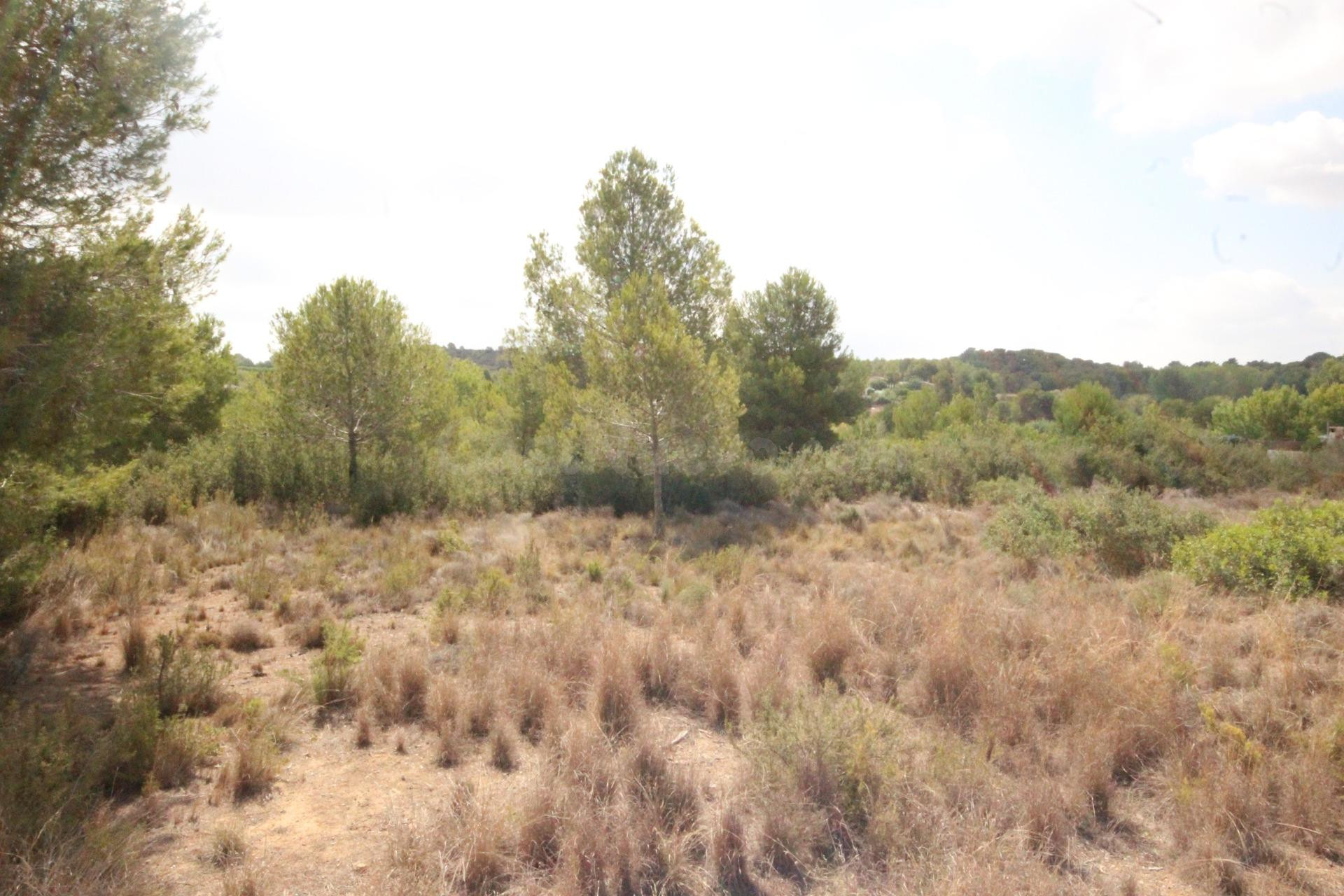 SUELO RÚSTICO EN VENTA (MASIA PAVIA TORRENT) - foto 3