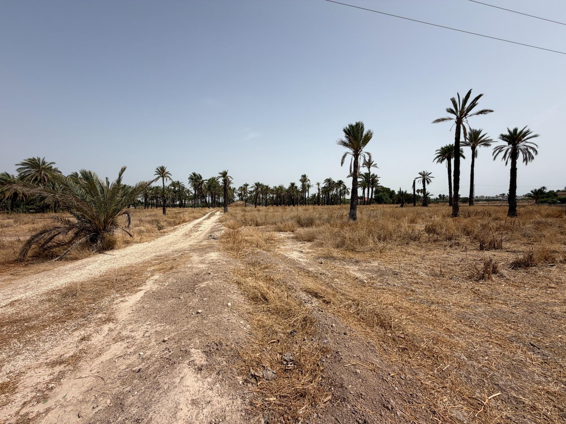 PARCELA DE 12400M MUY PRÓXIMO A ELCHE PARA PODER CONSTRUIR L - foto 2