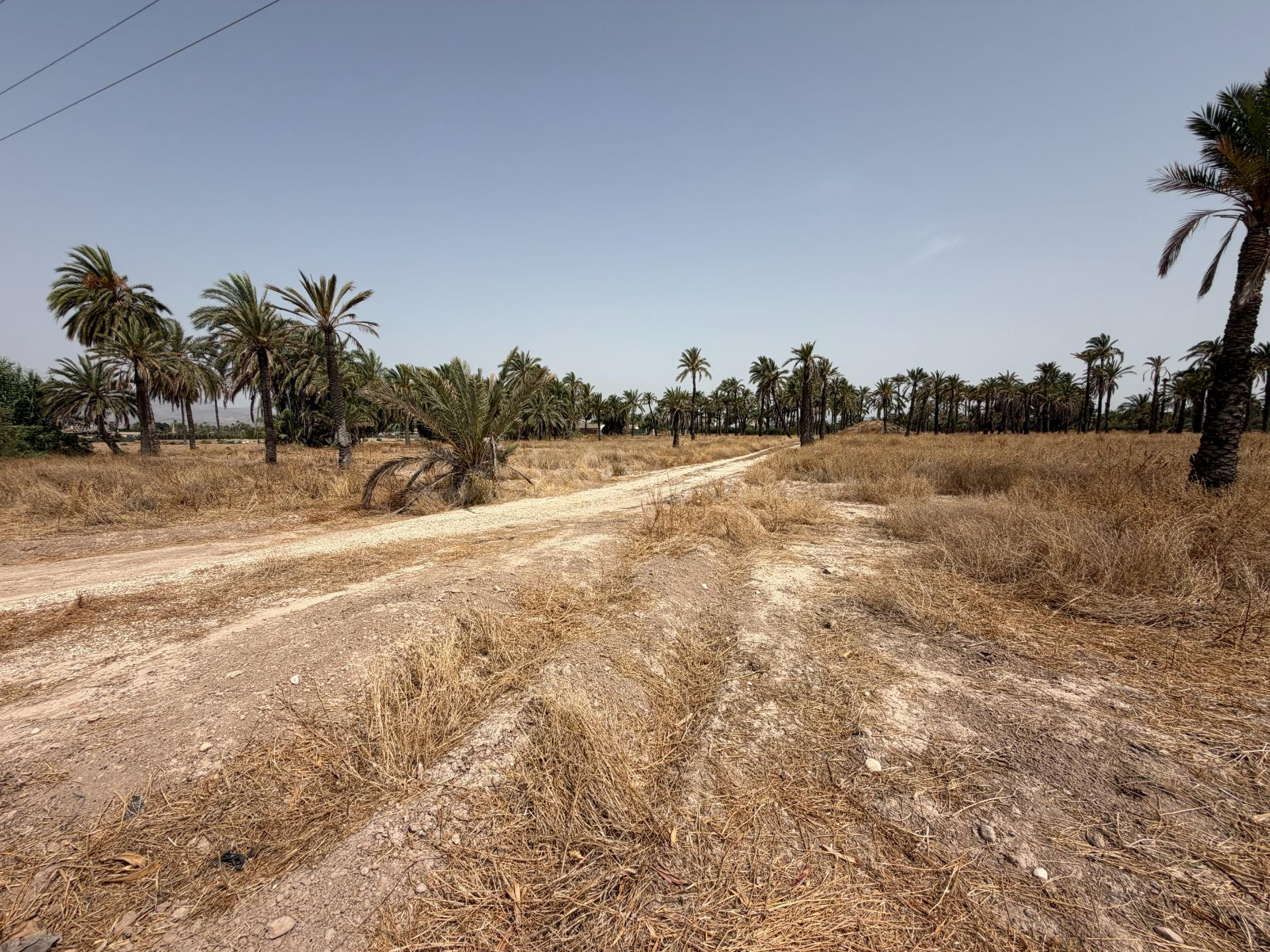 PARCELA DE 12400M MUY PRÓXIMO A ELCHE PARA PODER CONSTRUIR L - foto 3