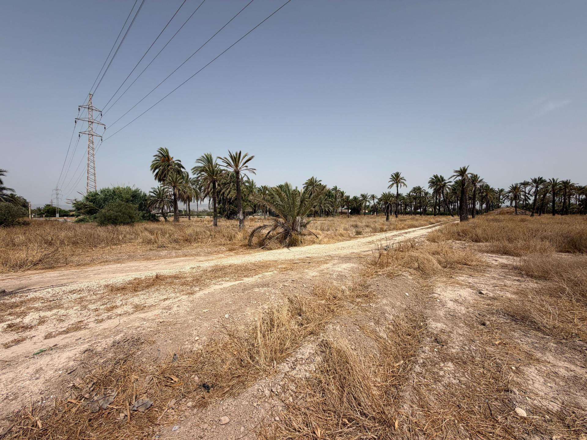 PARCELA DE 12400M MUY PRÓXIMO A ELCHE PARA PODER CONSTRUIR L - foto 4