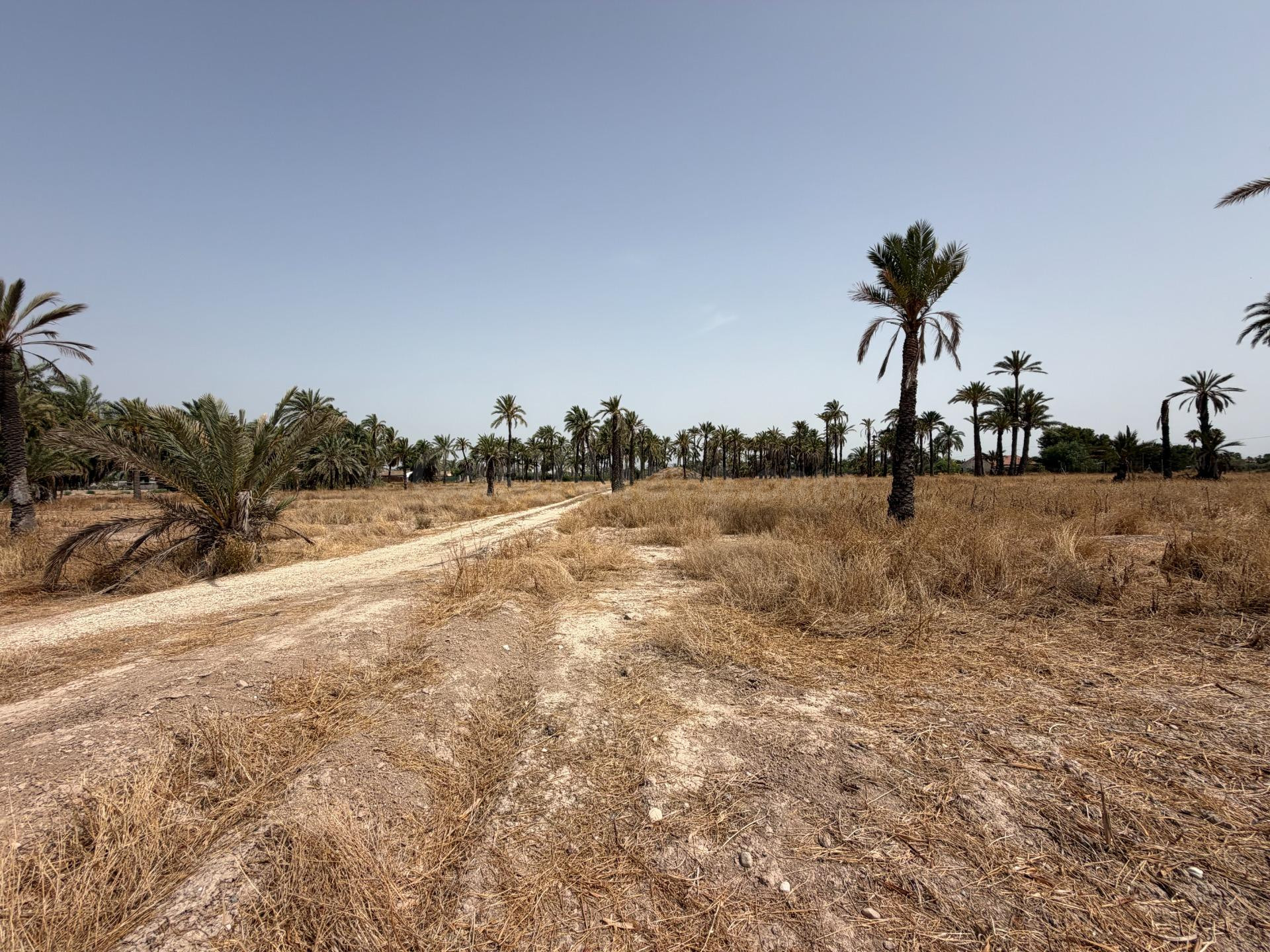 PARCELA DE 12400M MUY PRÓXIMO A ELCHE PARA PODER CONSTRUIR L - foto 5