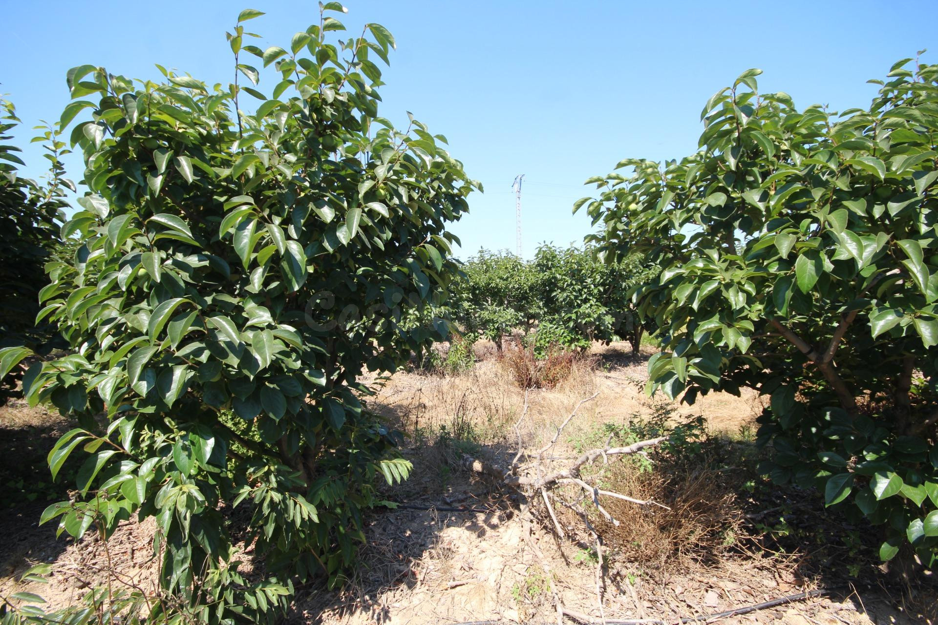MAGNÍFICA FINCA RÚSTICA DE MÁS DE 40.900 M2 CON EXPLOTACIÓN 