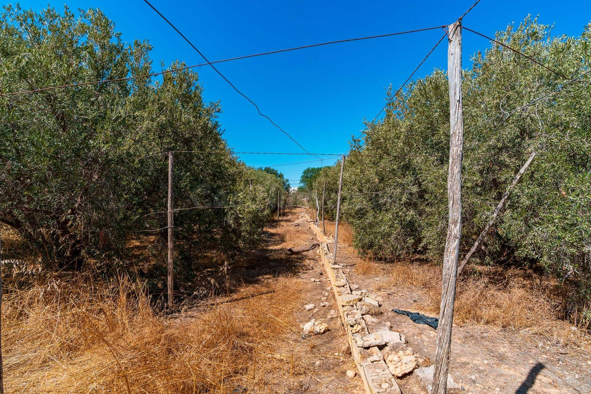 FINCA RÚSTICA EN EL EJIDO JUNTO AL POLIGONO CIAVIEJA