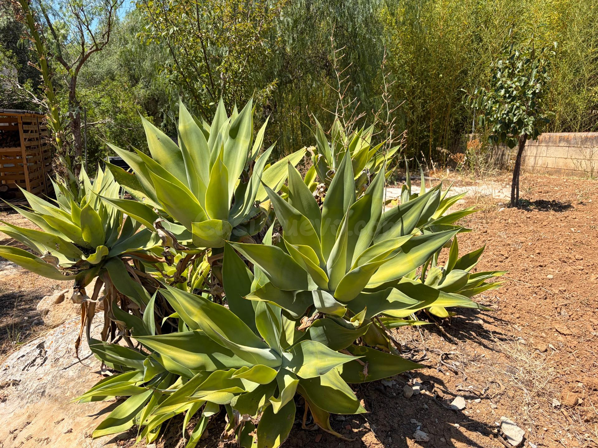 Donde el tiempo se detiene, finca en Campanet - foto 3