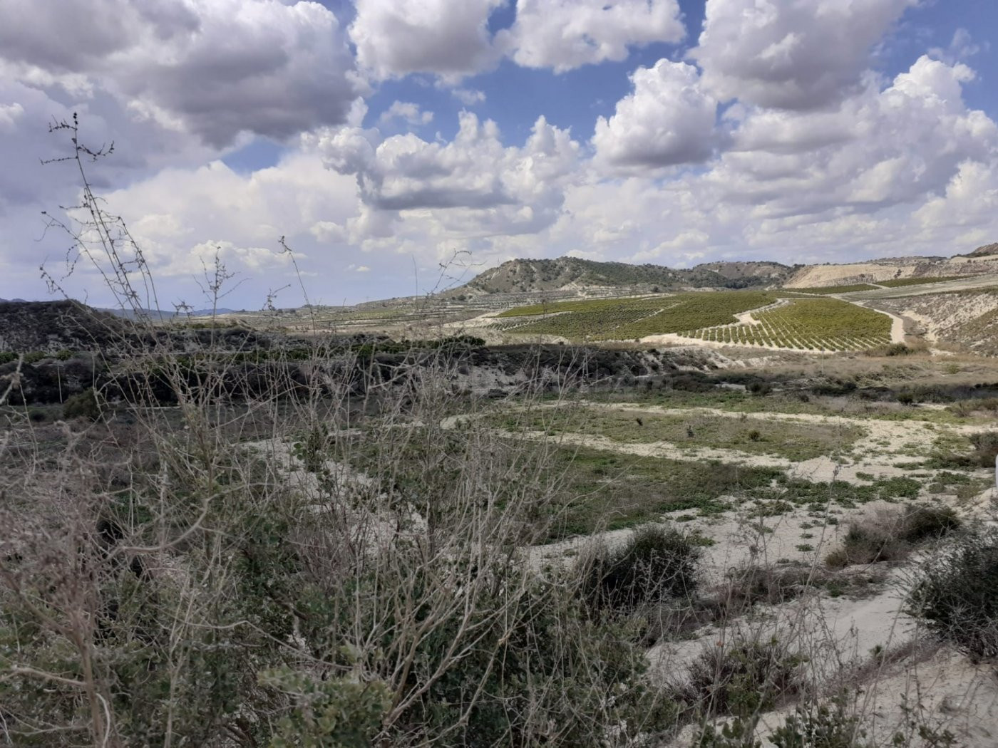 FINCA RUSTICA EN TORREMENDO - foto 3