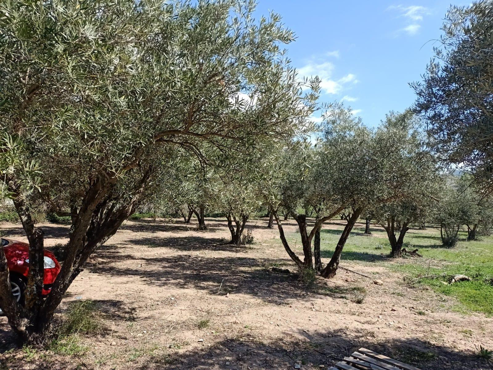 Parcela en venta en Fondon