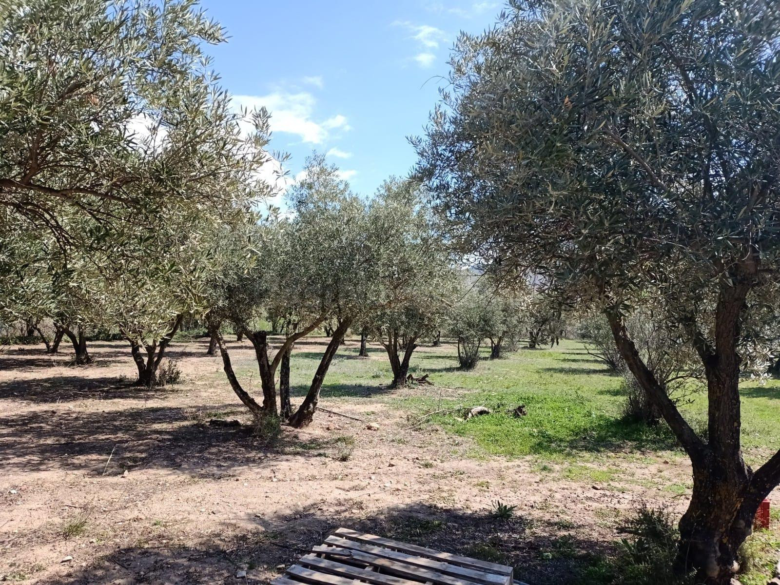 Parcela en venta en Fondon - foto 2