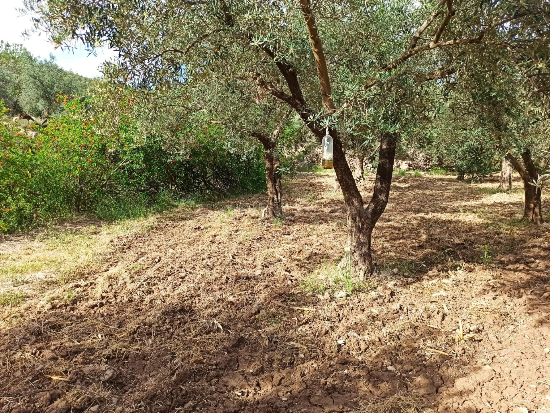 PARCELA EN ALCOLEA DE OLIVOS