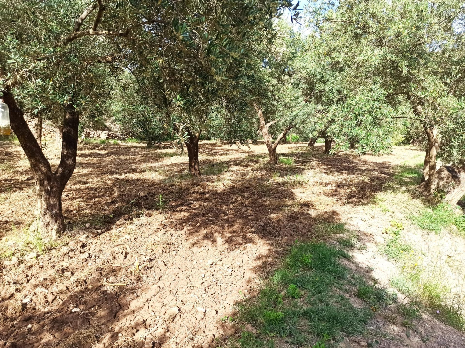 PARCELA EN ALCOLEA DE OLIVOS - foto 2