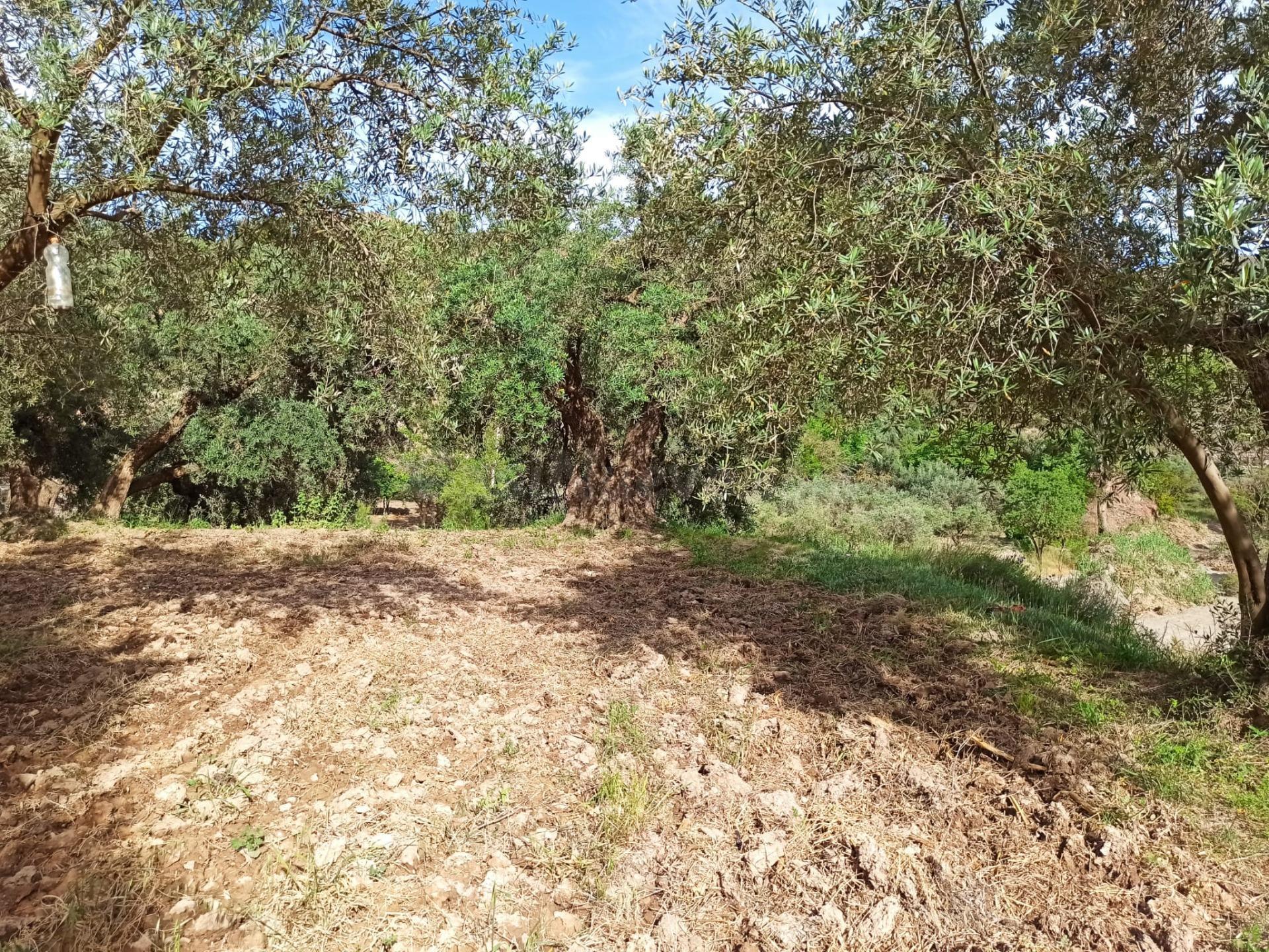 PARCELA EN ALCOLEA DE OLIVOS - foto 4