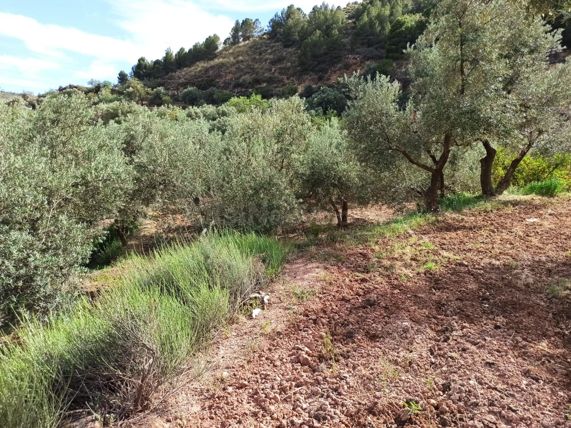 PARCELA EN ALCOLEA DE OLIVOS - foto 5