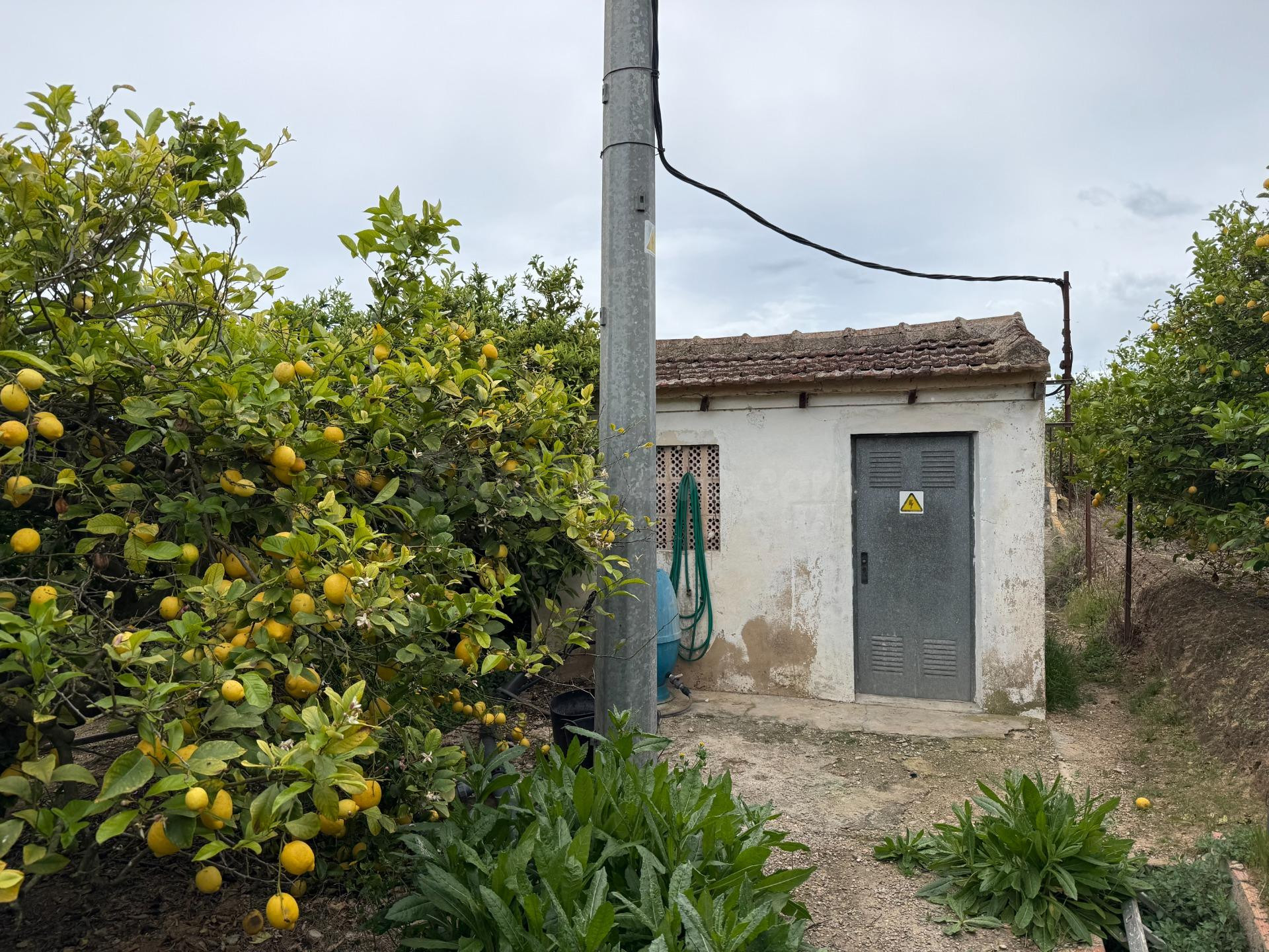 Finca agrícola en producción con limoneros y riego automatiz - foto 4