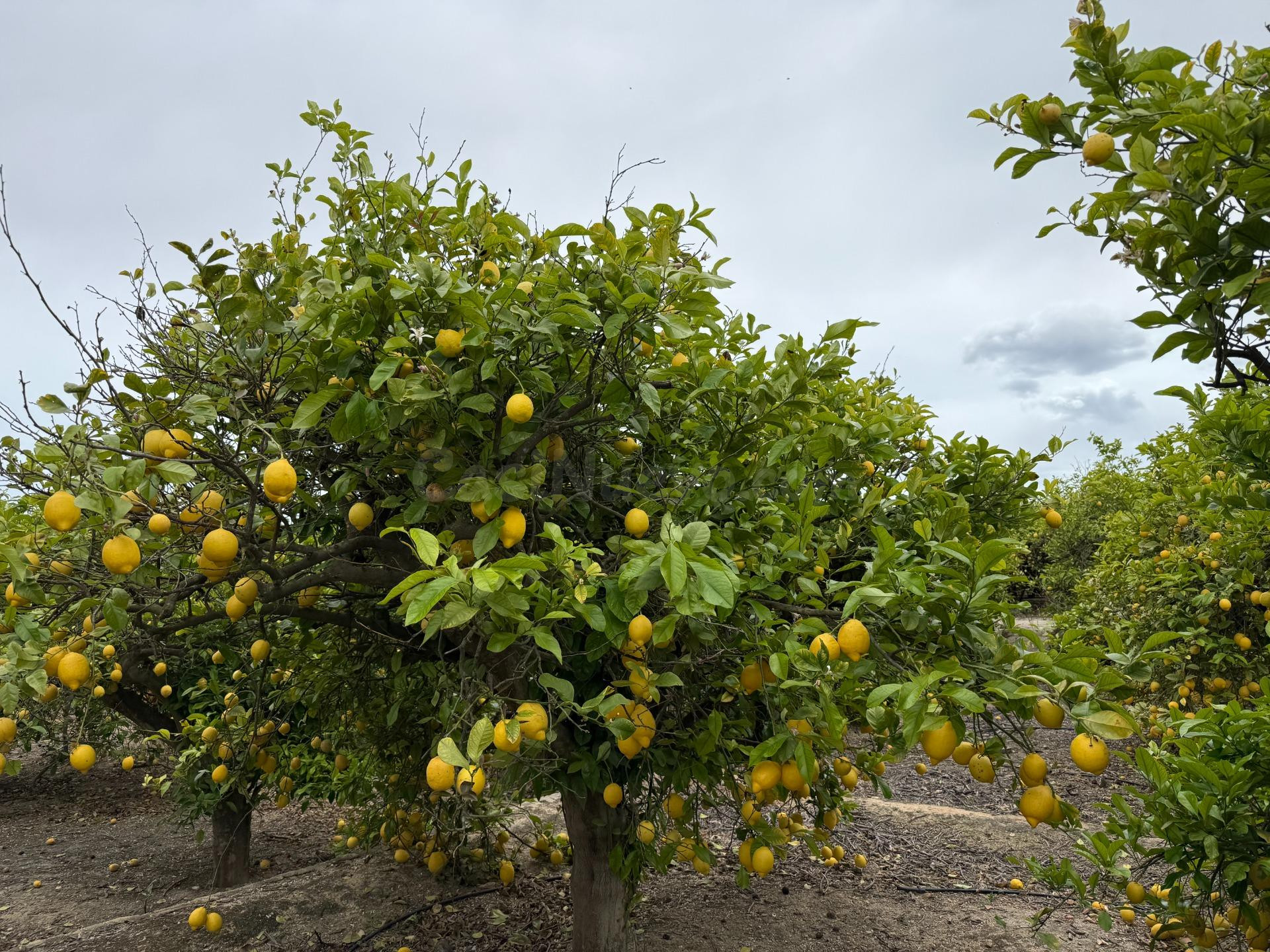 Finca agrícola en producción con limoneros y riego automatiz - foto 3