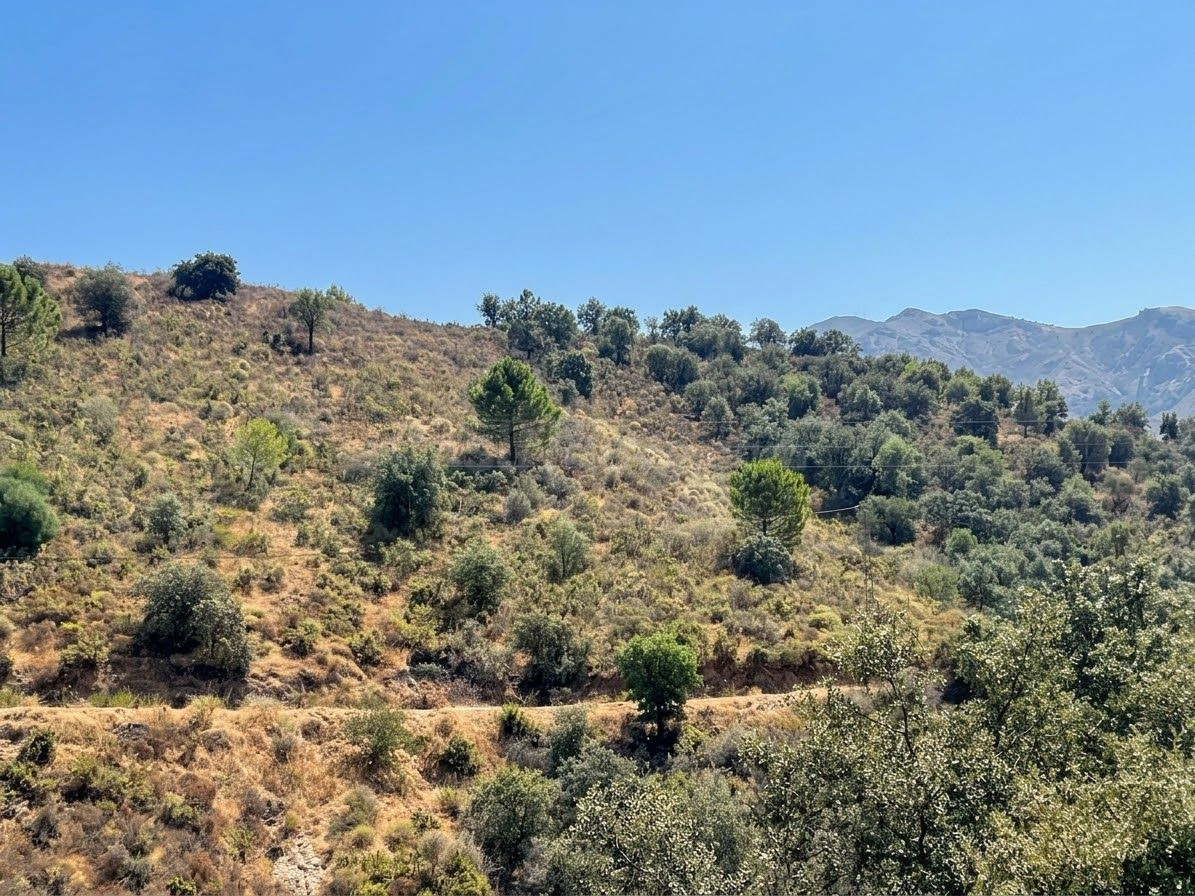 OPORTUNIDAD EN MONDA 8.000 m2 DE TERRENO RÚSTICO - foto 4