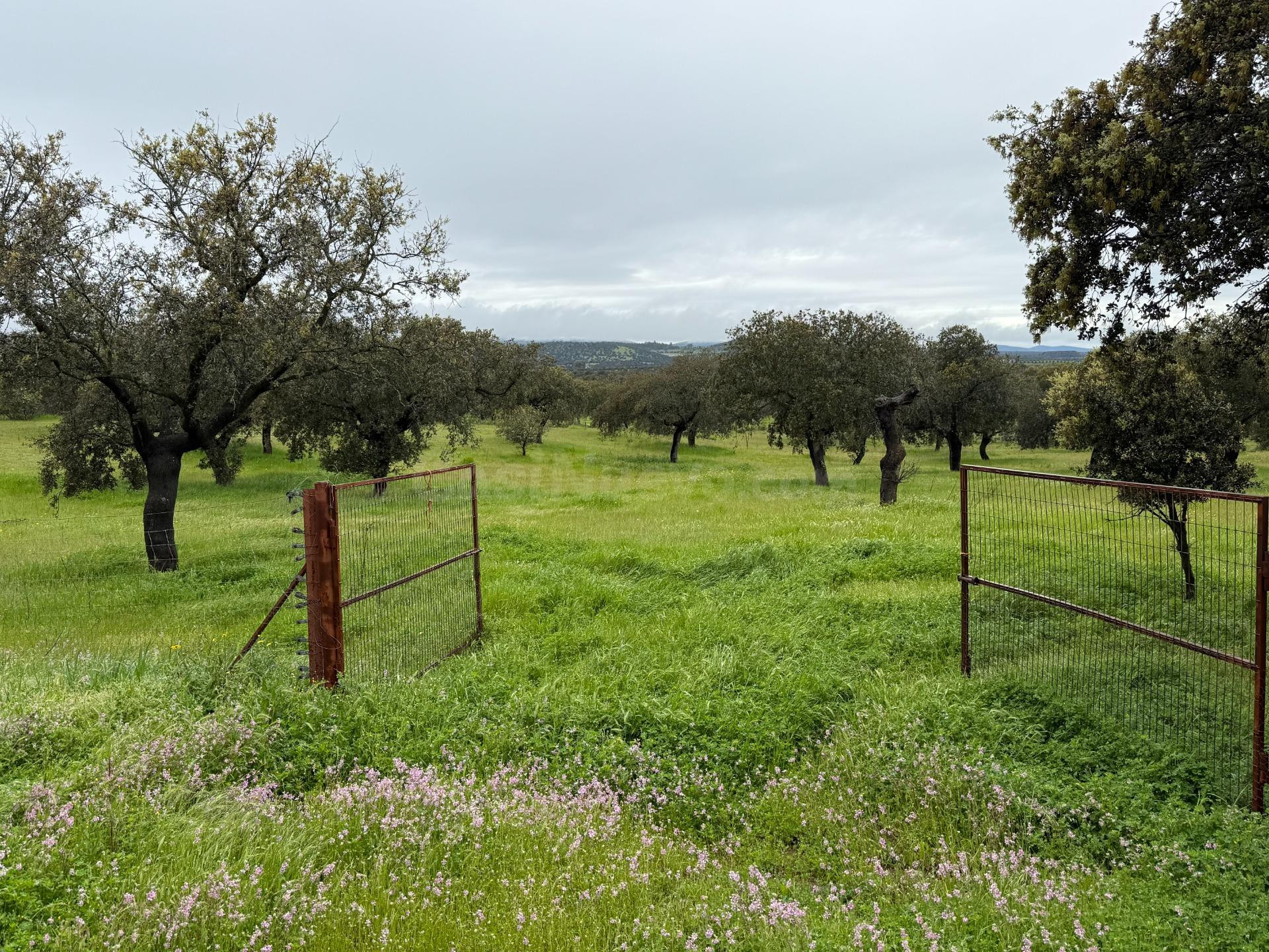 DEHESA EL ALFILEJO – ALCARACEJOS - foto 2