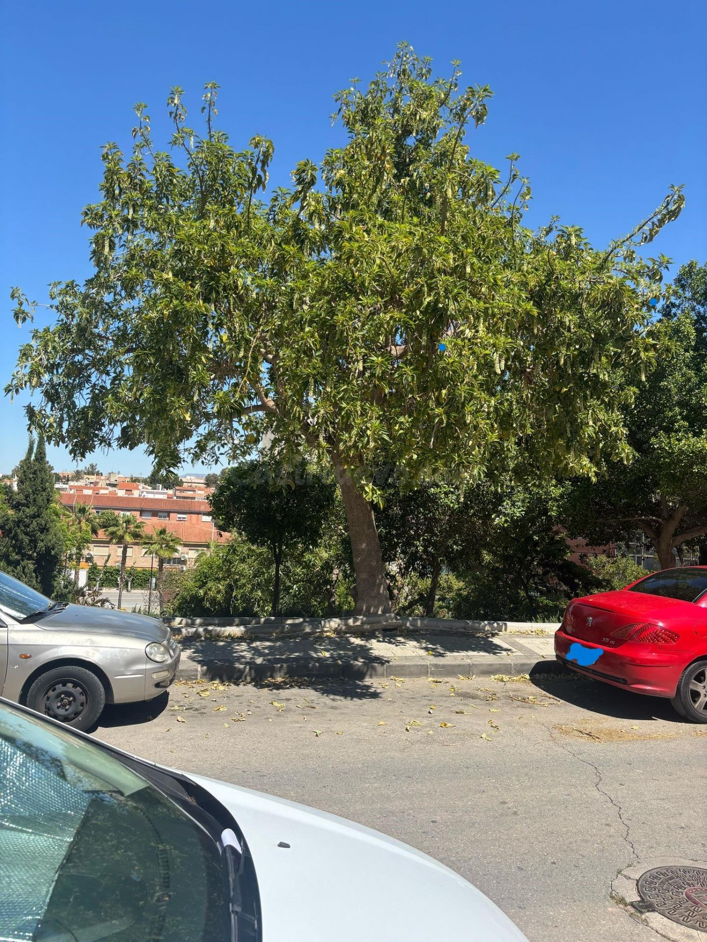 SOLAR URBANO EN MOLINA DE SEGURA