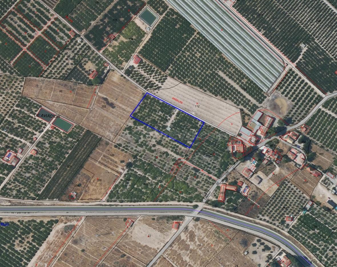 Terreno en producción con 257 limoneros – listo para invertir