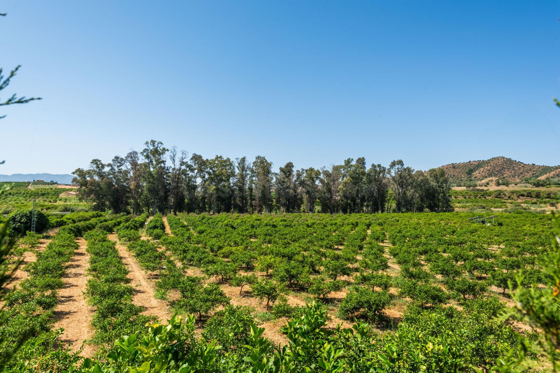 ¡OPORTUNIDAD ÚNICA! FINCA RÚSTICA ECOLÓGICA DE LIMONES EN PLENA PRODUCCIÓN