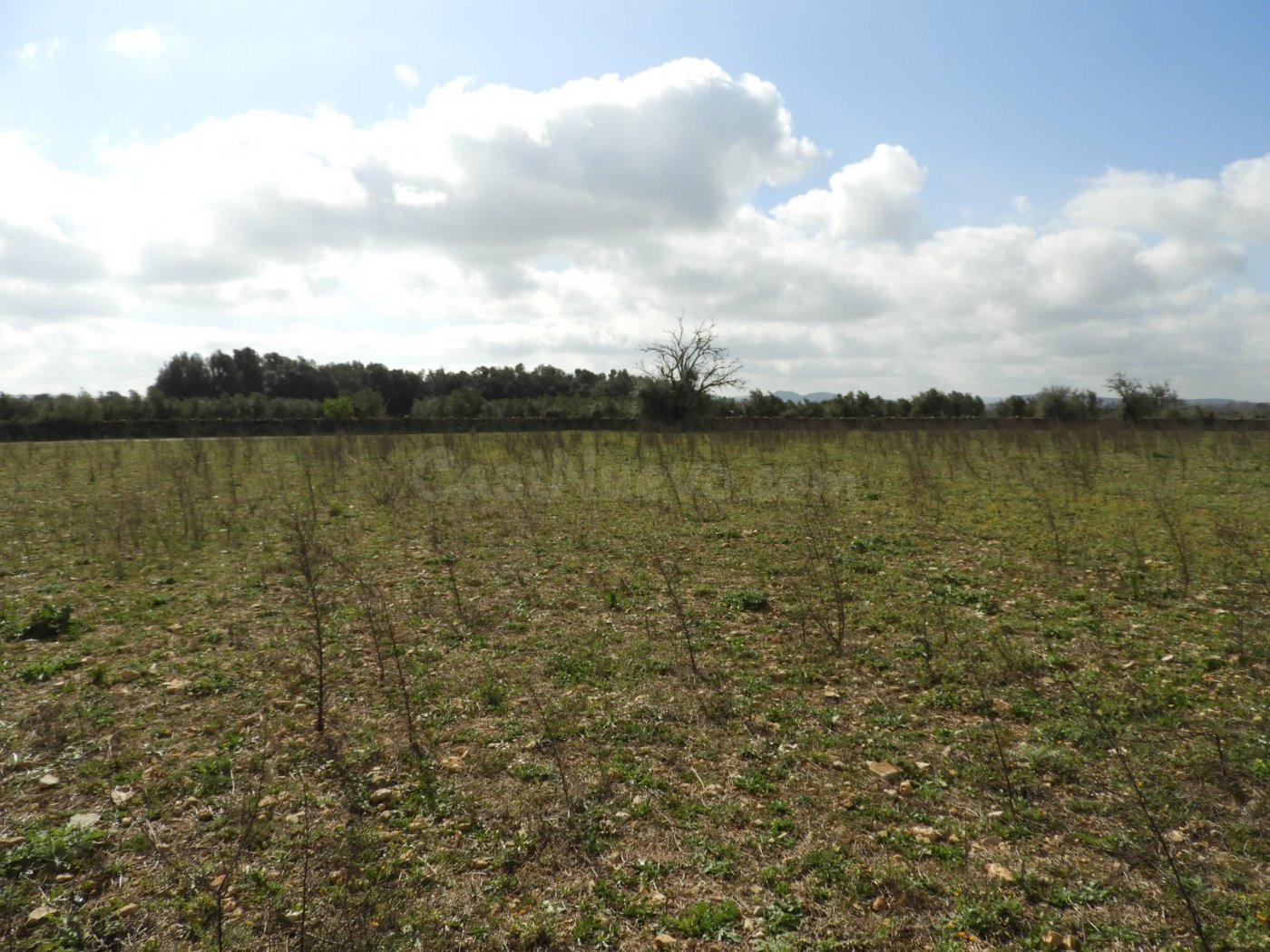 Terreno edificable con proyecto en Manacor
