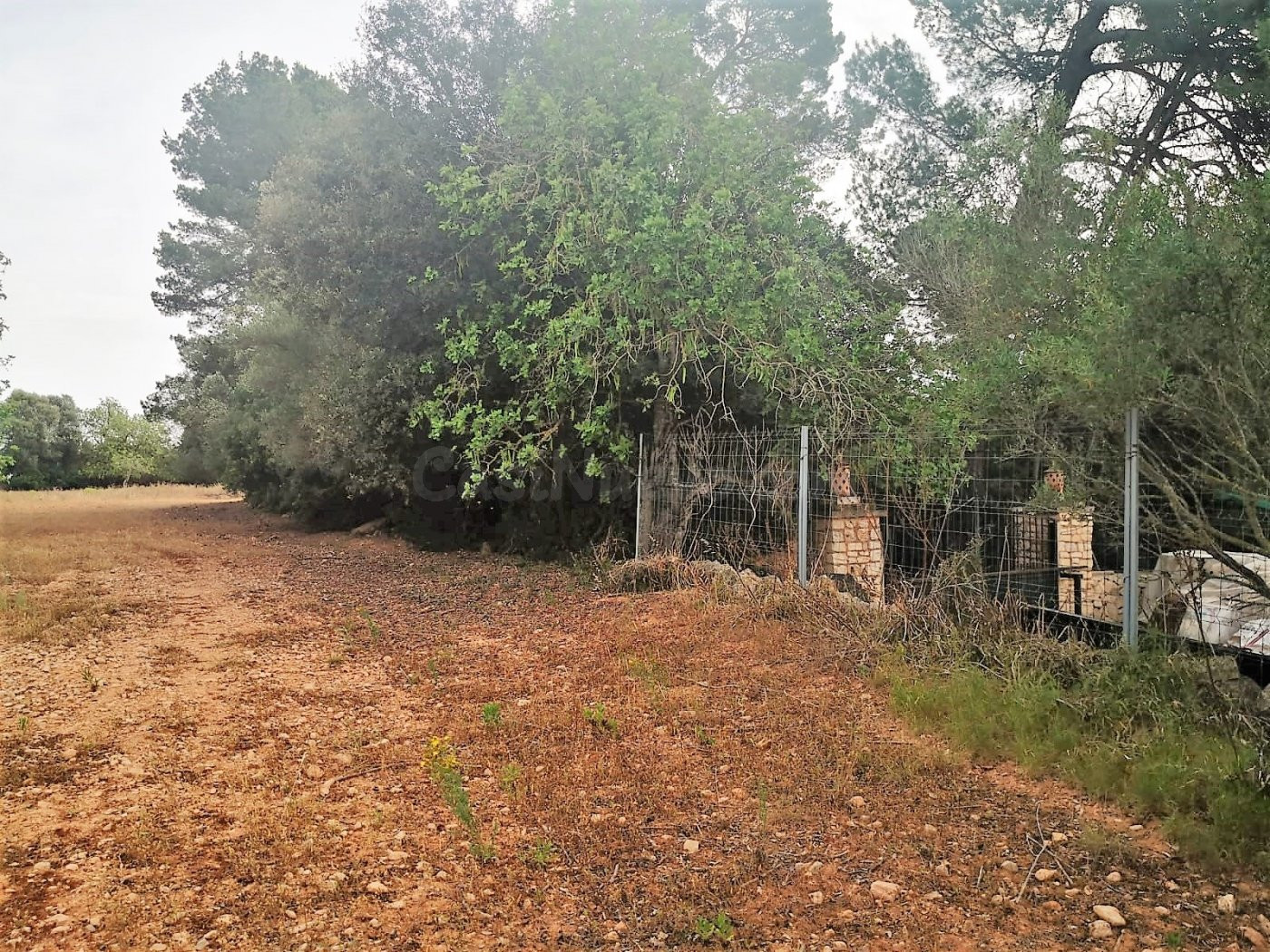 Finca rústica edificable en Cas Concos