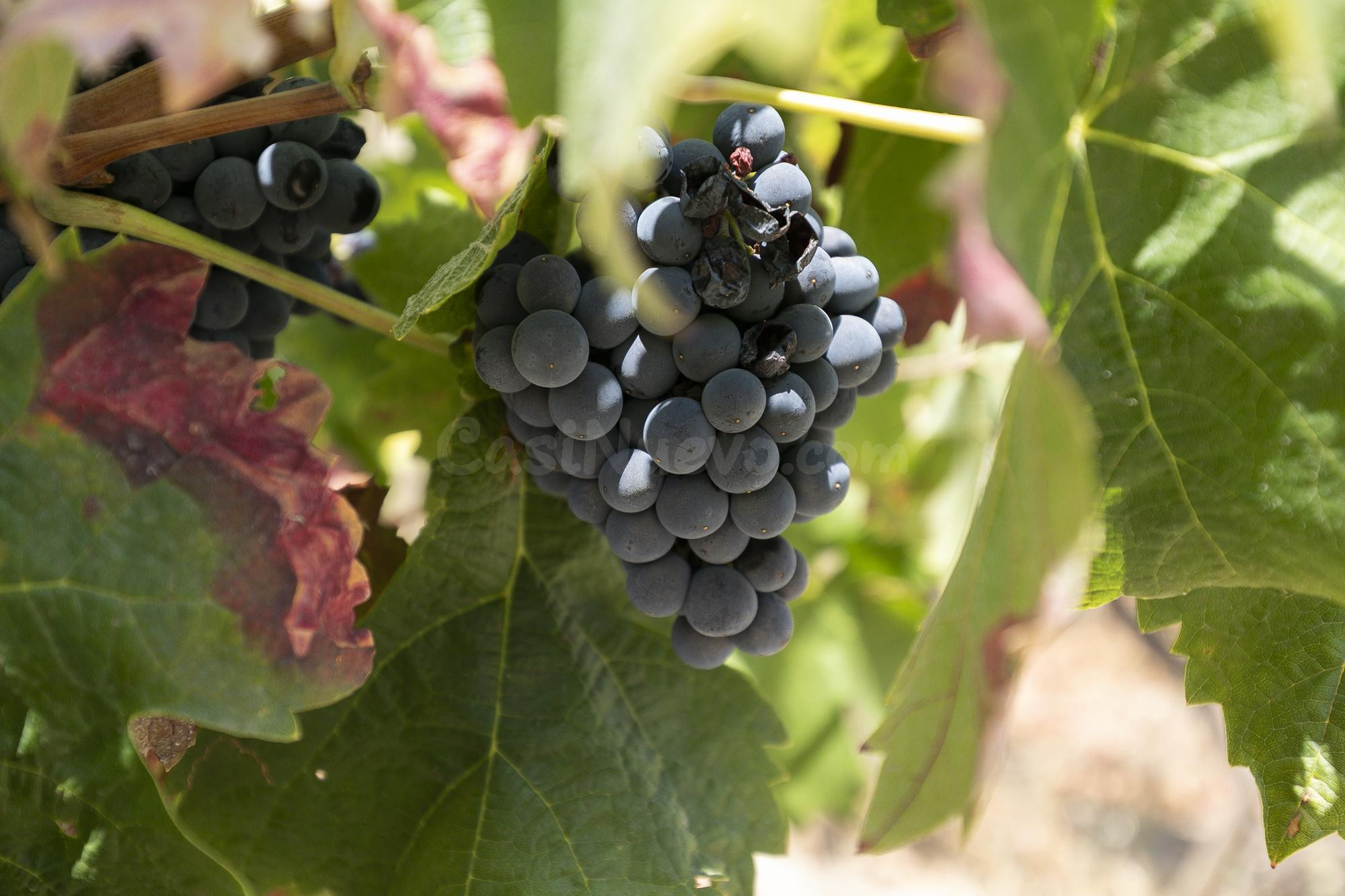 Bodega y Complejo Rural Las Fuentezuelas: El Legado de la Alpujarra a tu Alcance