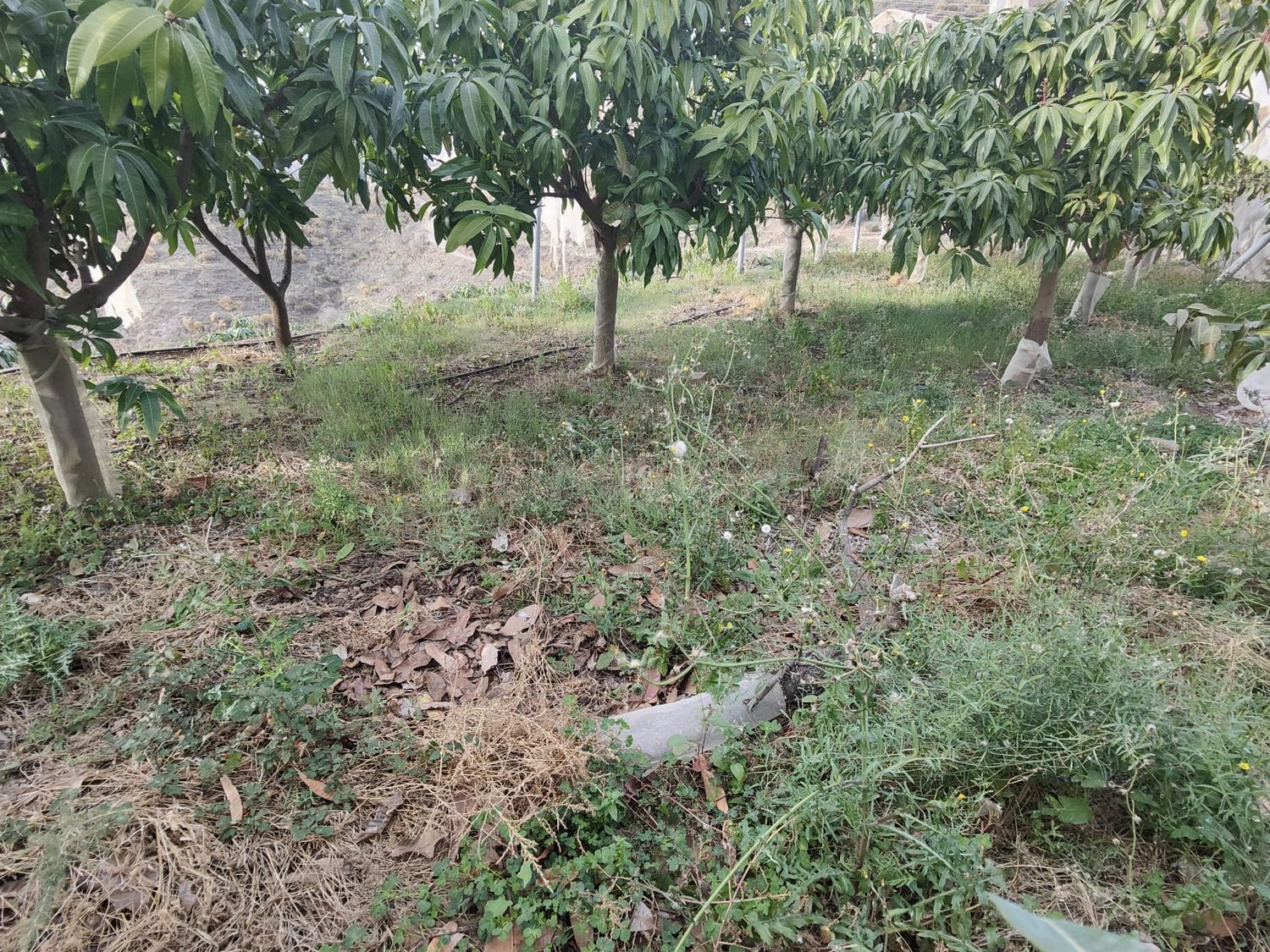 Terreno rural en venta - Costa tropical