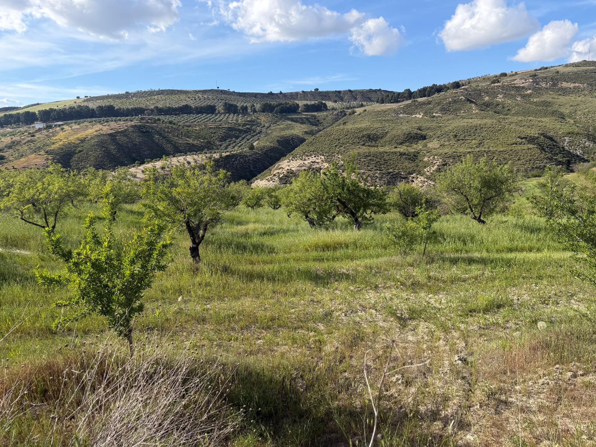 Arenas del Rey. Finca de almendros de secano de 3 hectáreas.