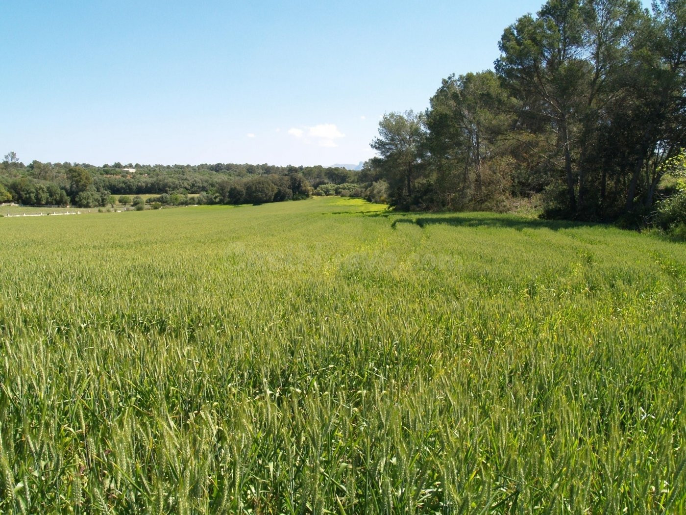 Terreno rural para construir en Santa Margalida, Mallorca