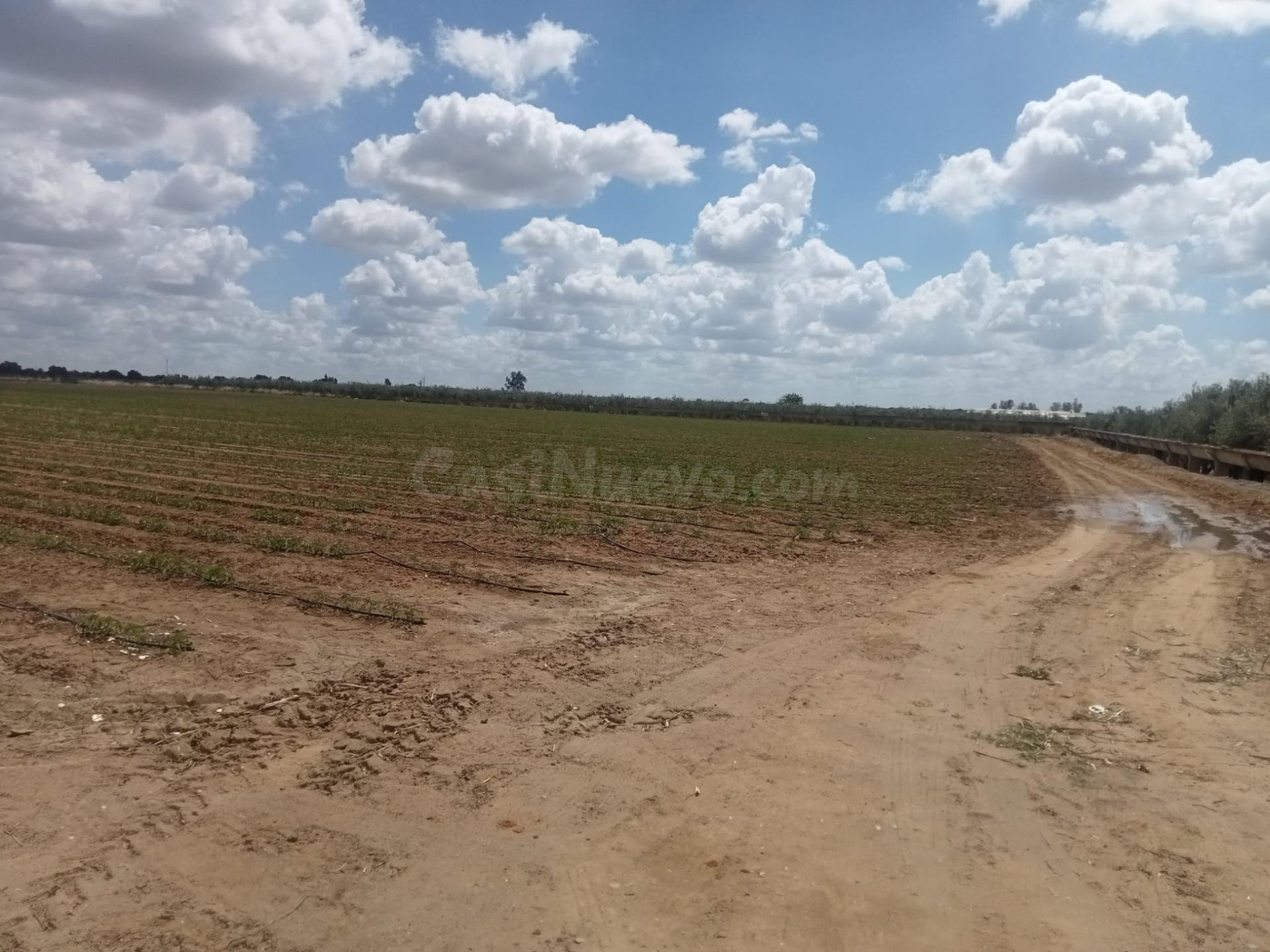 VENTA DE PARCELA EN LA CORCHUELA