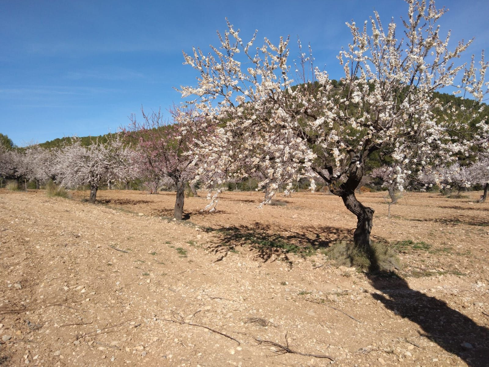 Finca rústica 400m² en venta - Bullas