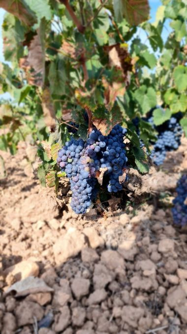 Parcela en venta - Comunidad valenciana
