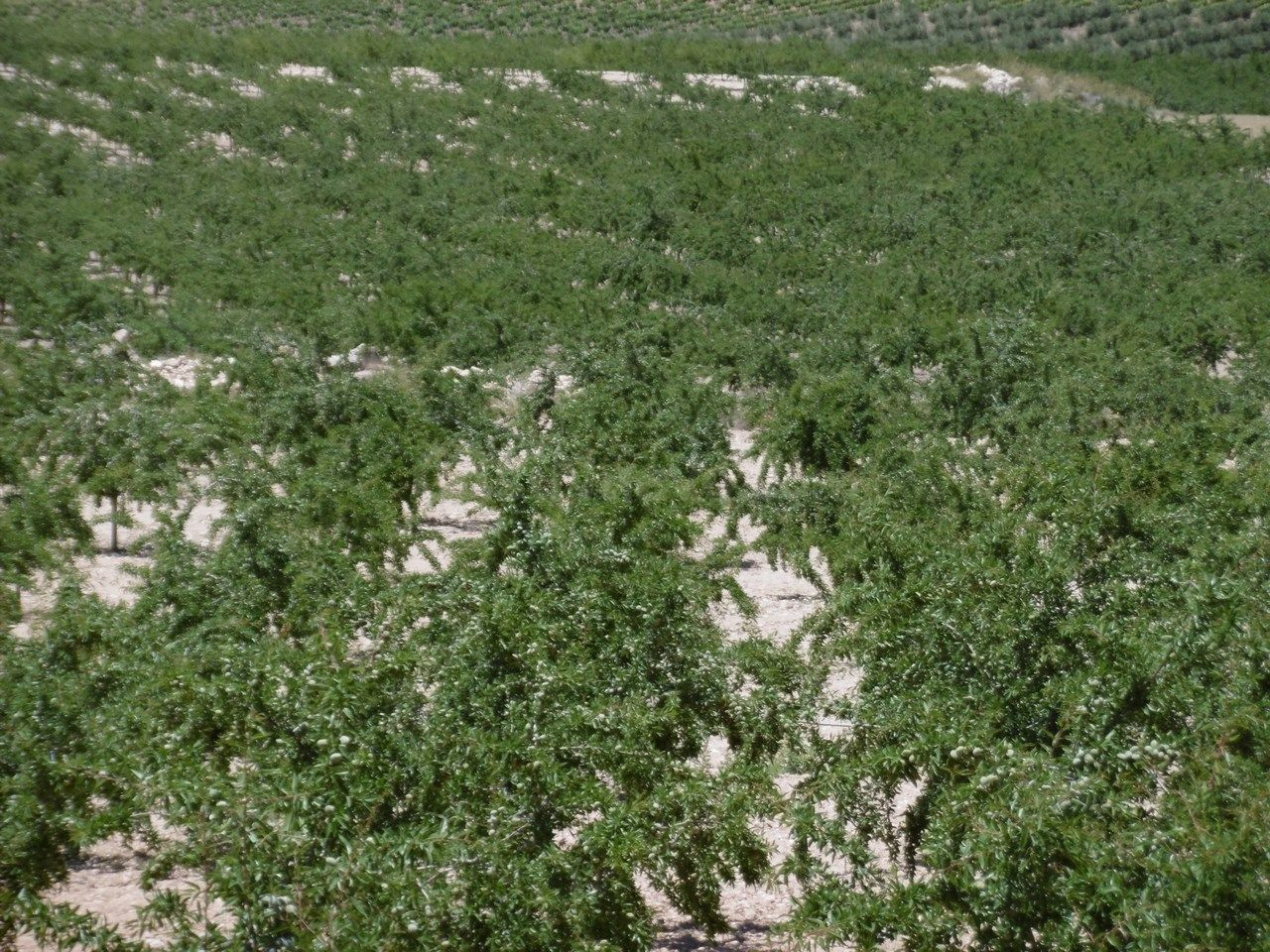 Parcela 350m² en venta - Jumilla centro
