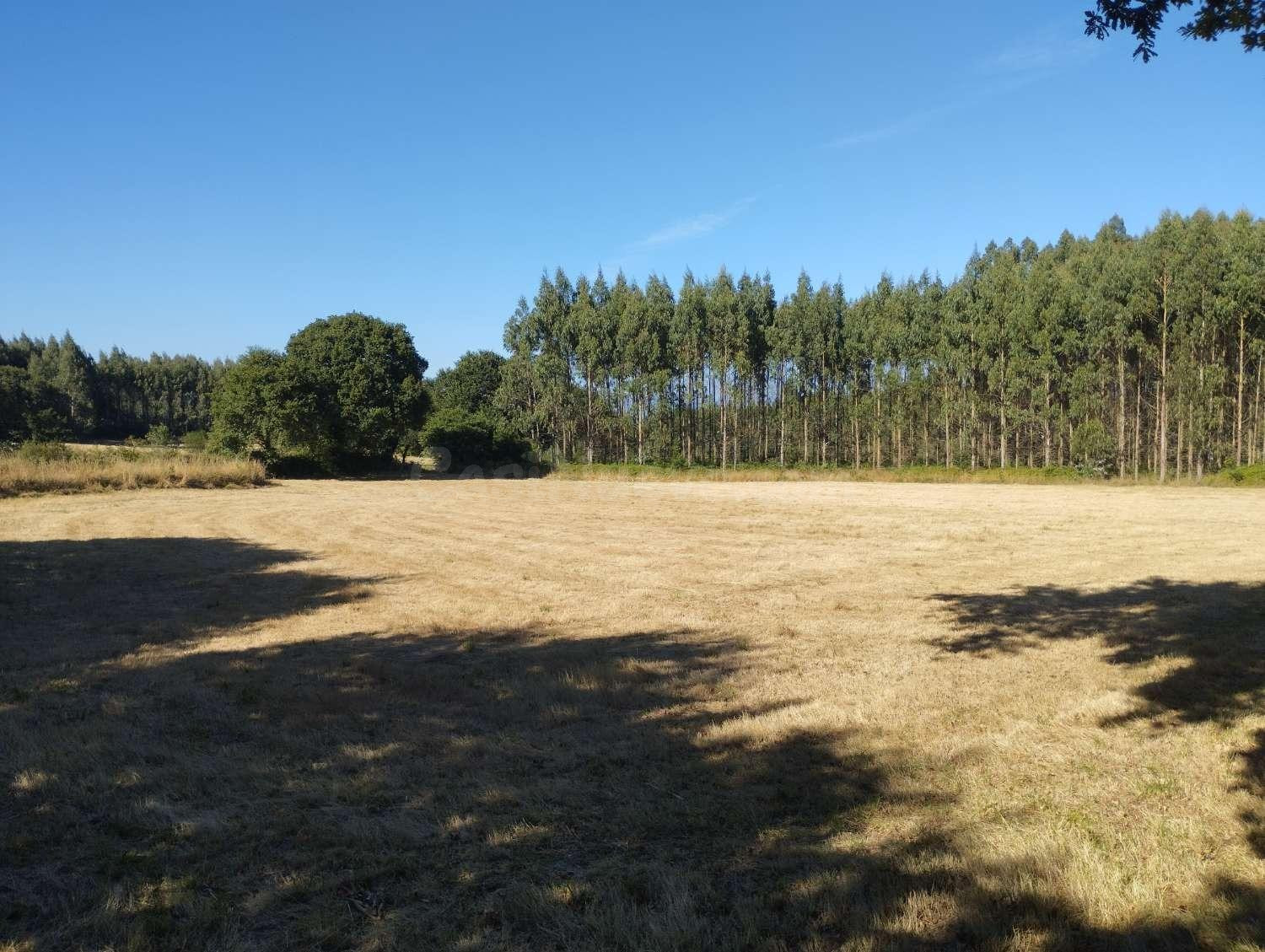 Finca en A Sabugeira, Begonte, Lugo