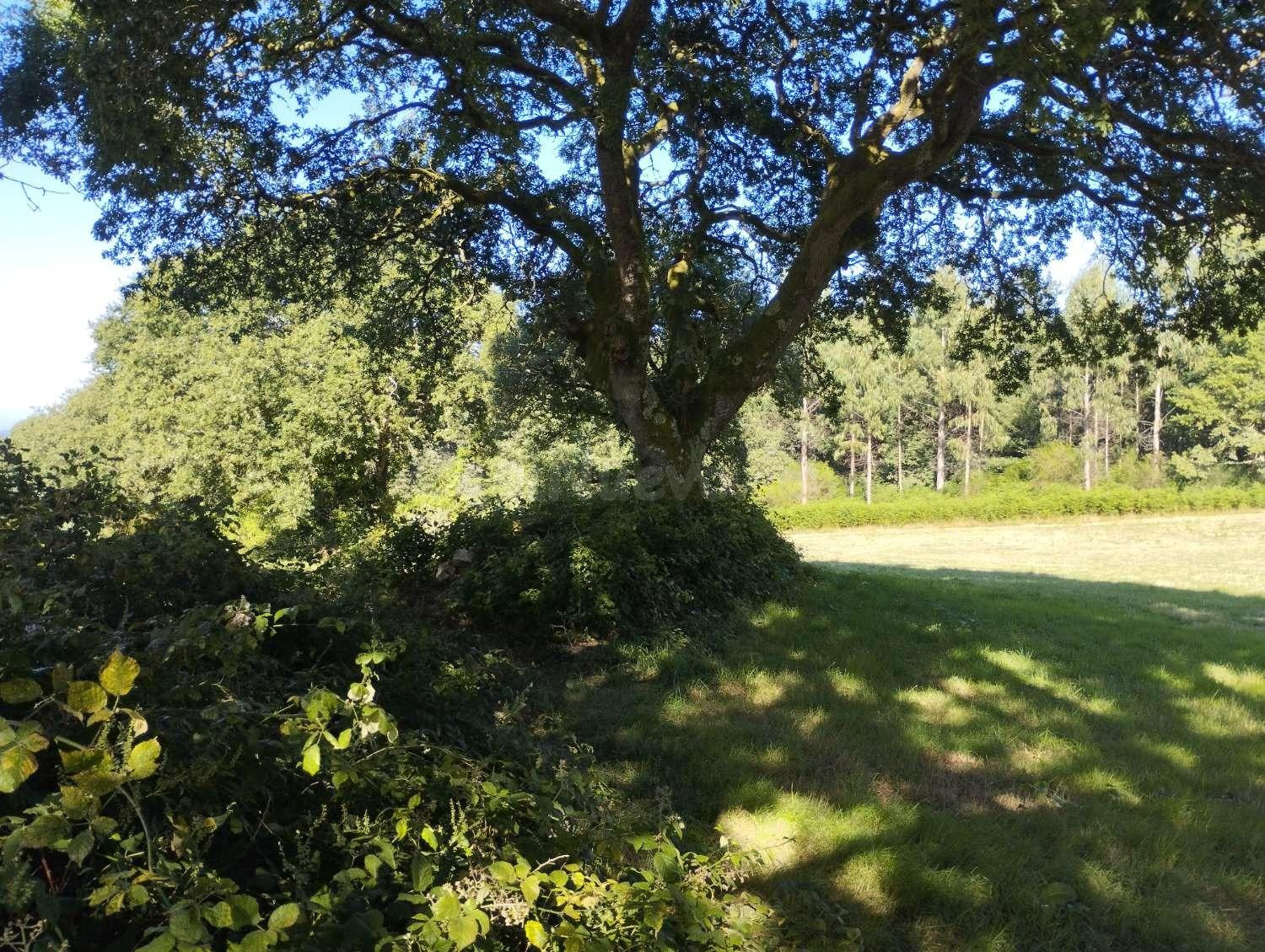 Finca rústica en Begonte, Lugo.
