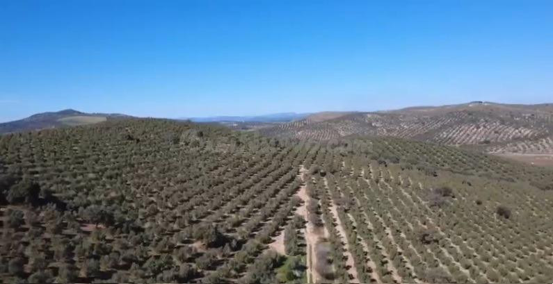 OPORTUNIDAD DE INVERSIÓN AGRARIA – ANTEQUERA (MÁLAGA)