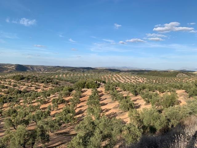 Cortijo en venta - Alameda